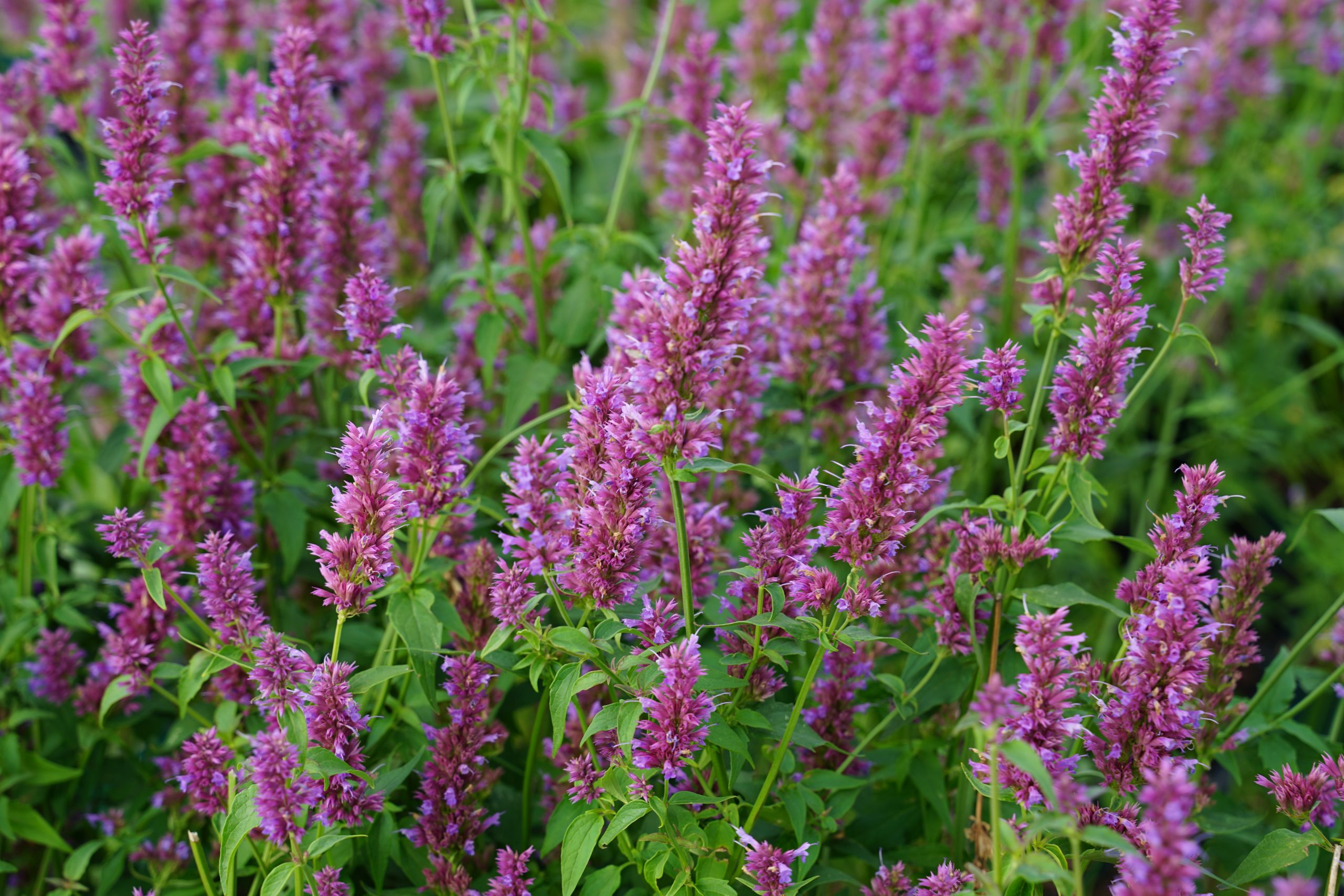 148_agastache_cultorum_ayala_SS_001.jpeg