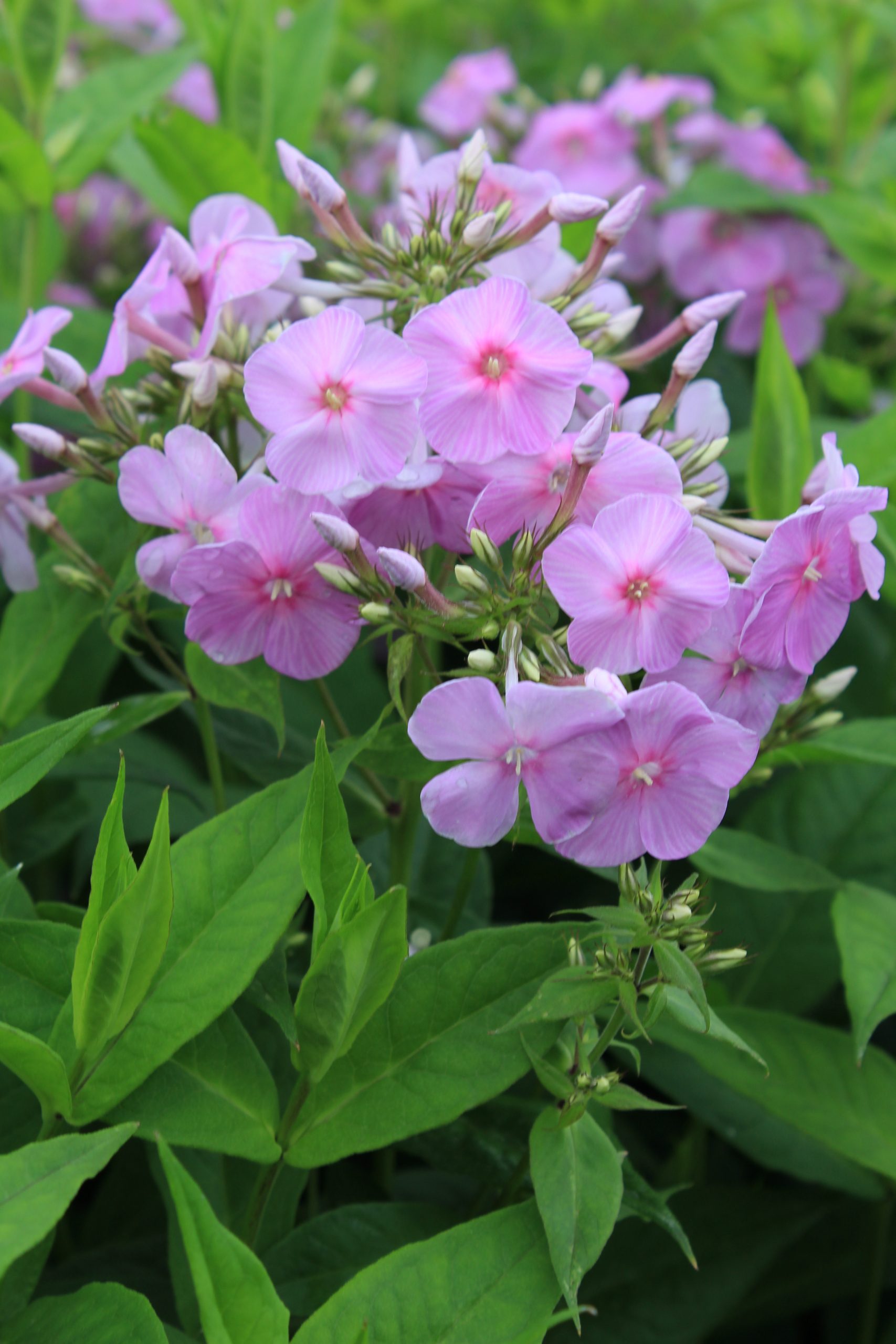 5065_phlox_amplifolia_augenstern_SS_001.jpeg