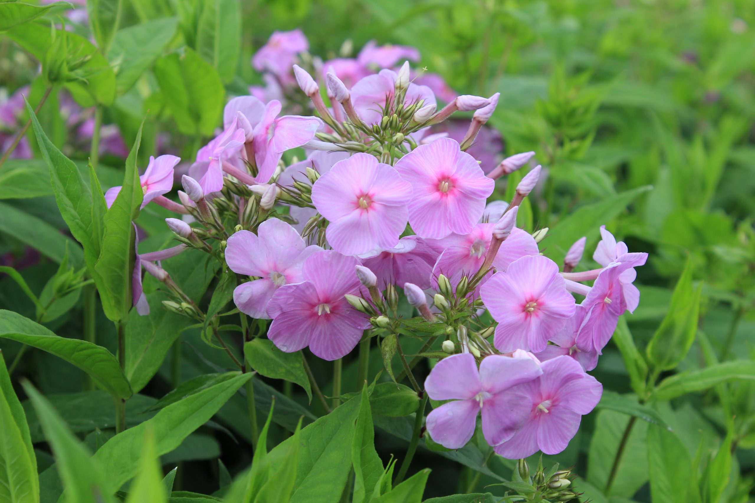 5066_phlox_amplifolia_augenstern_SS_002.jpeg