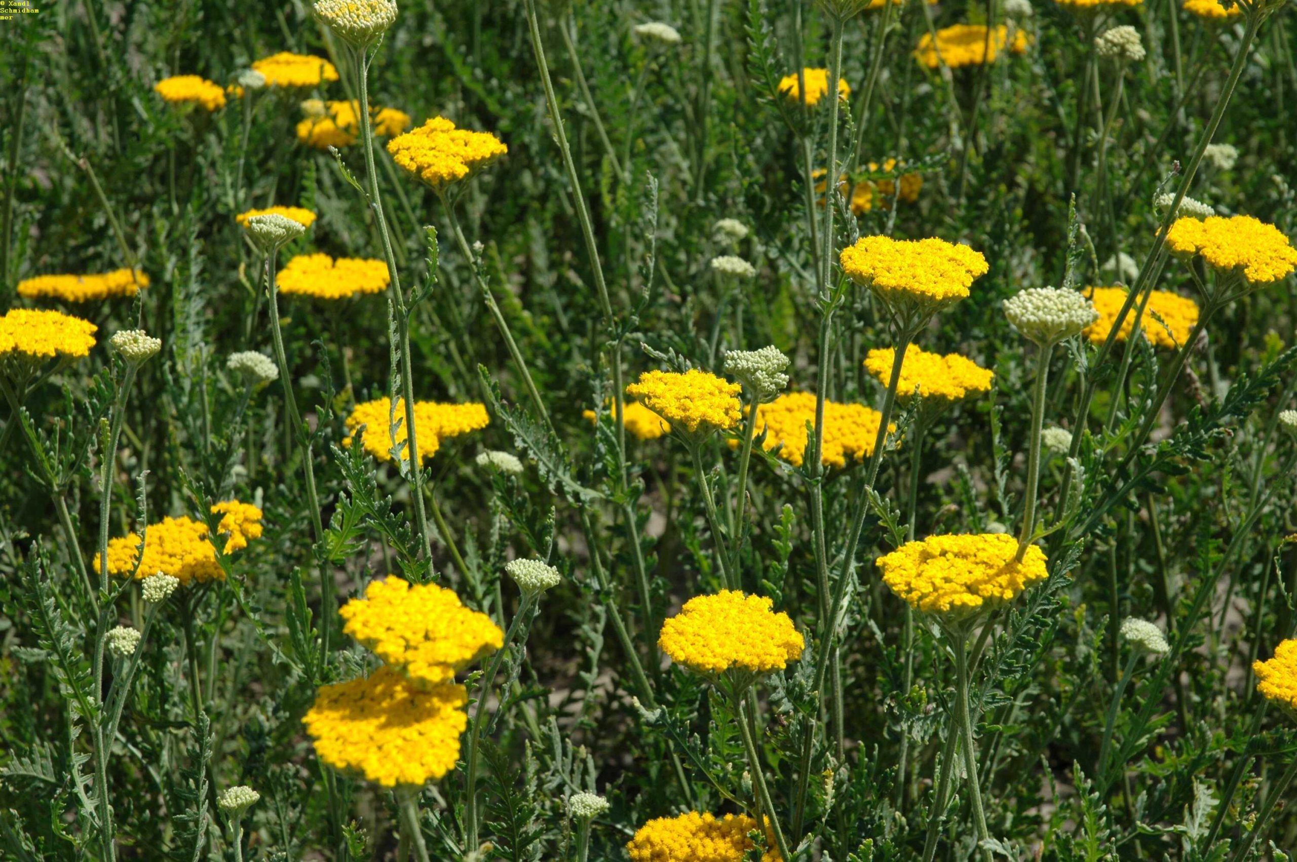 12998_achillea_filipendulina_altgold_XS_001.jpg