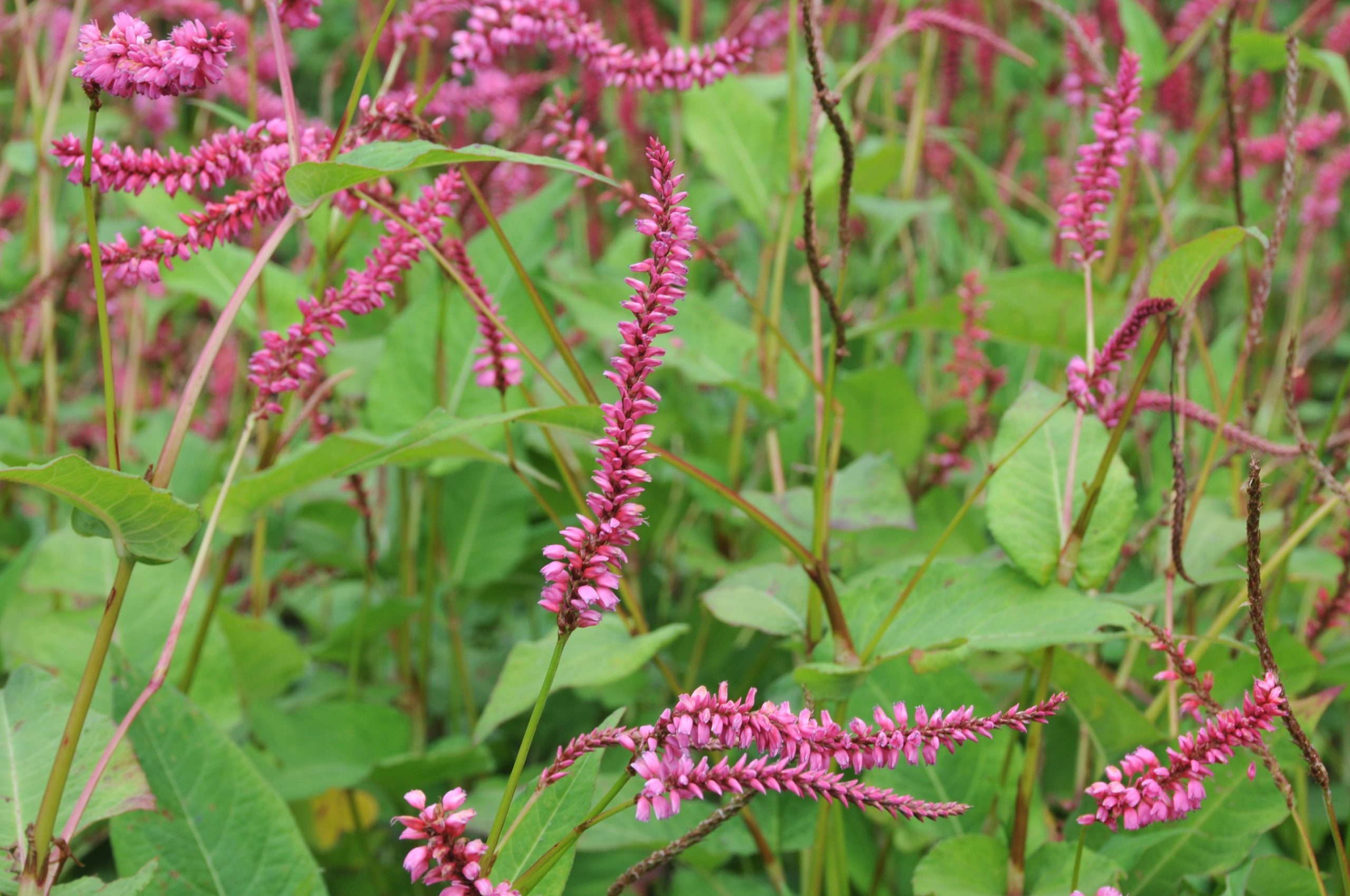 12999_persicaria_amplexic_janet_CH_001.jpg