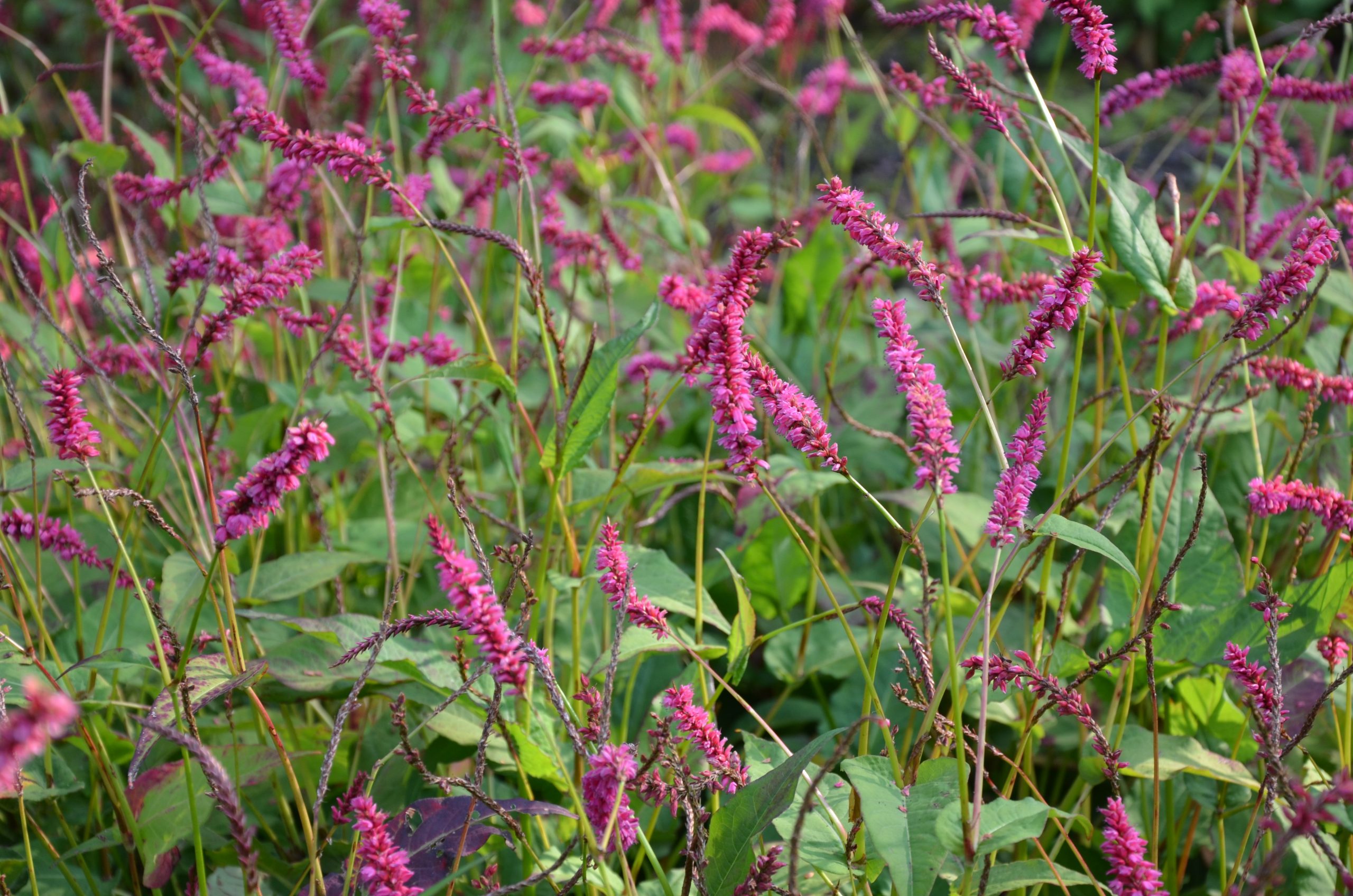 13000_persicaria_amplexic_janet_CH_002.jpg