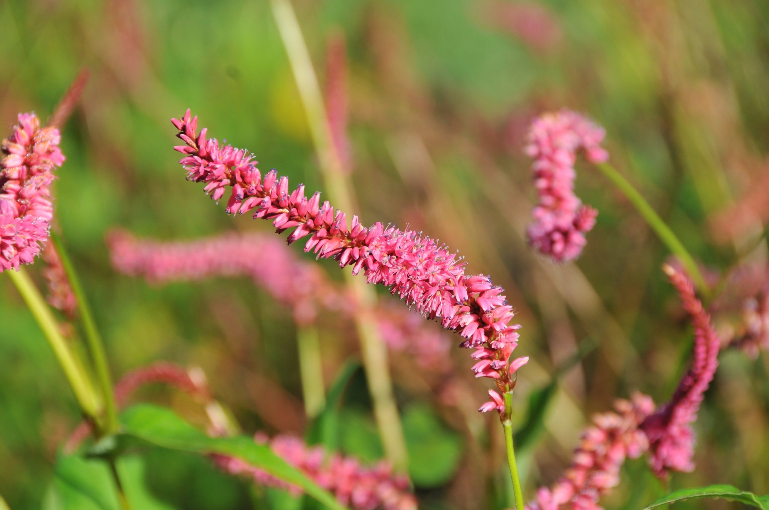 13001_persicaria_amplexic_janet_CH_003.jpg