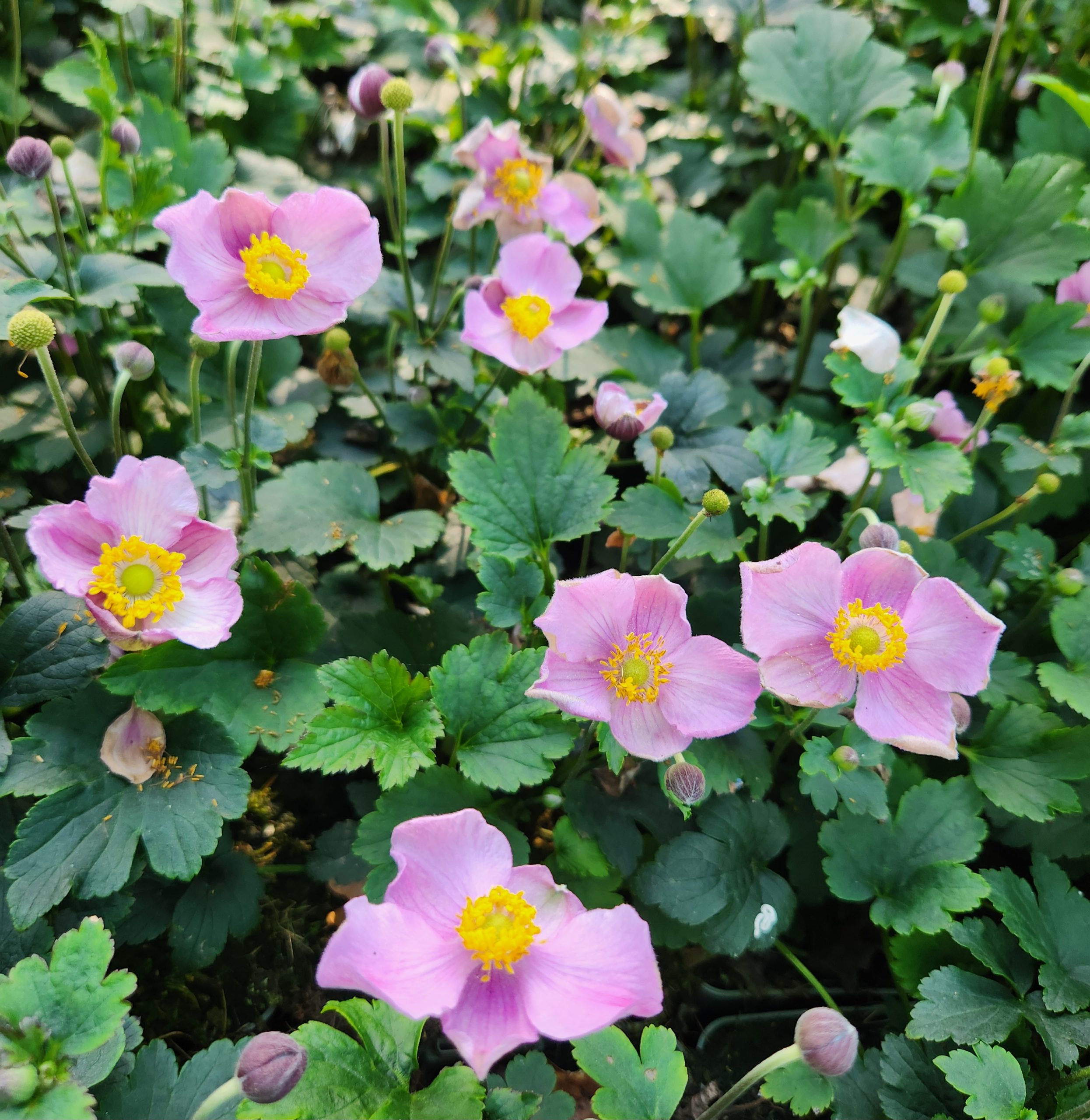 13012_anemone_japonica_pink_kiss_CH_001.jpg