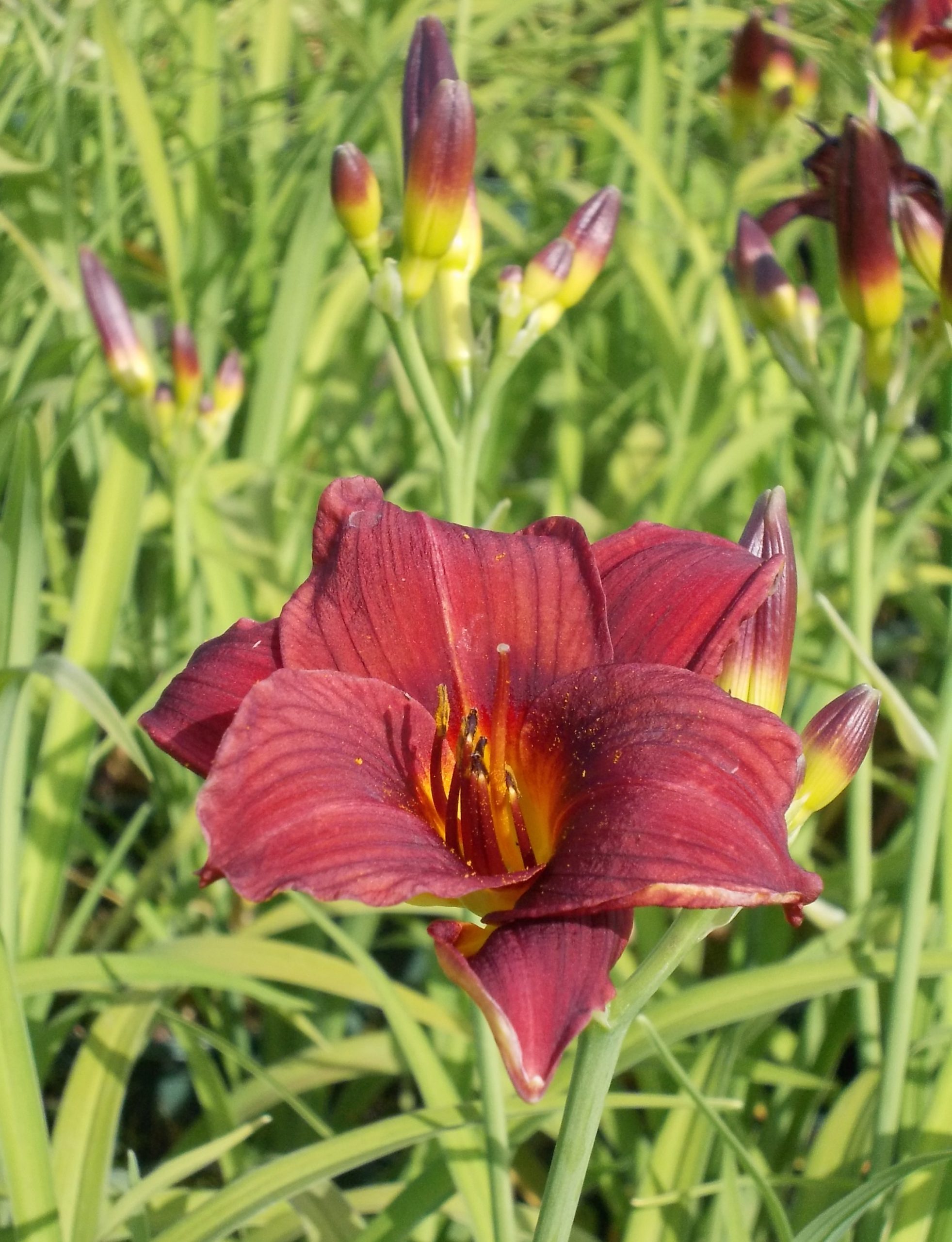 13055_hemerocallis_cult_little_joy_CH_001.jpg