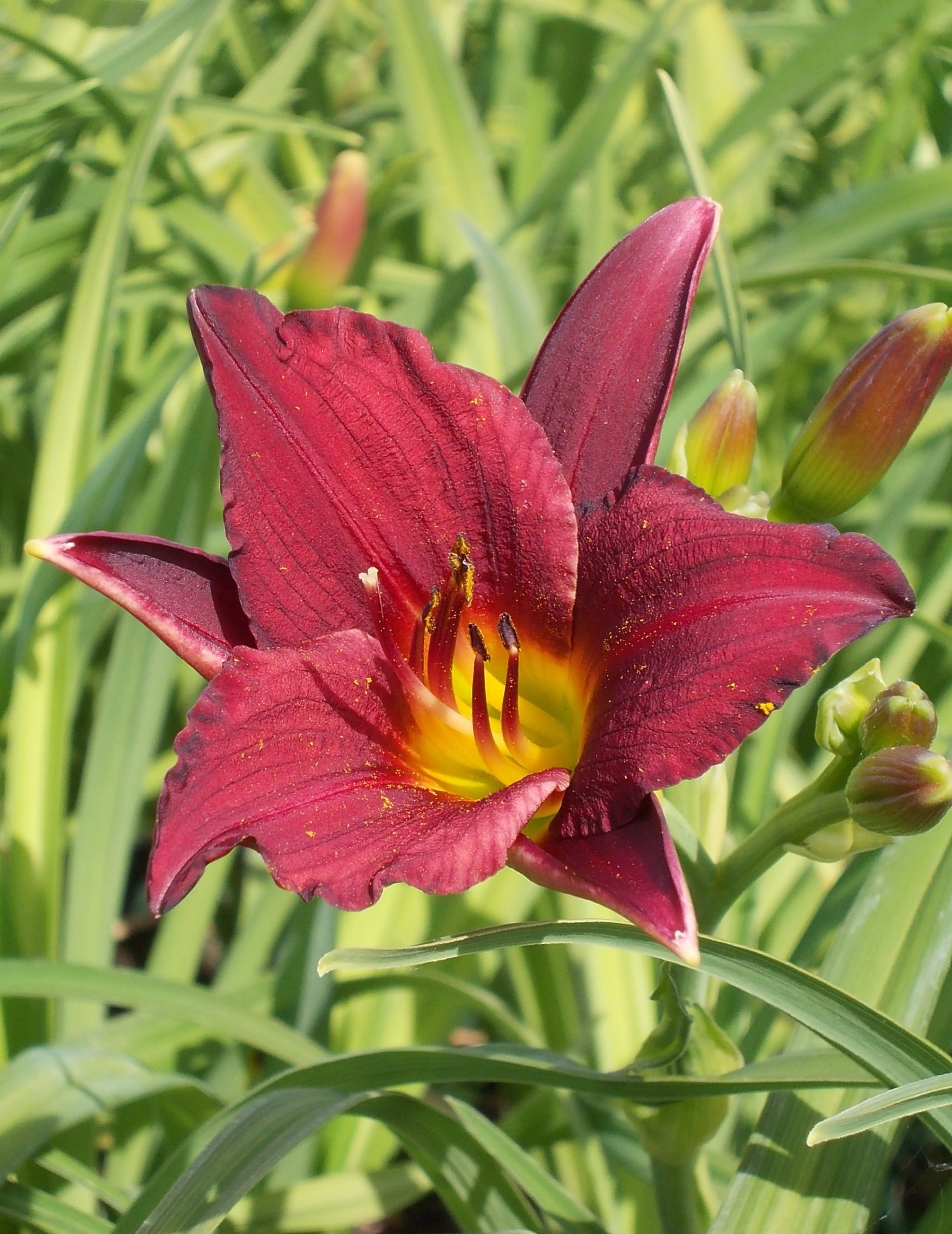 13059_hemerocallis_cult_pardon_me_CH_001.jpg