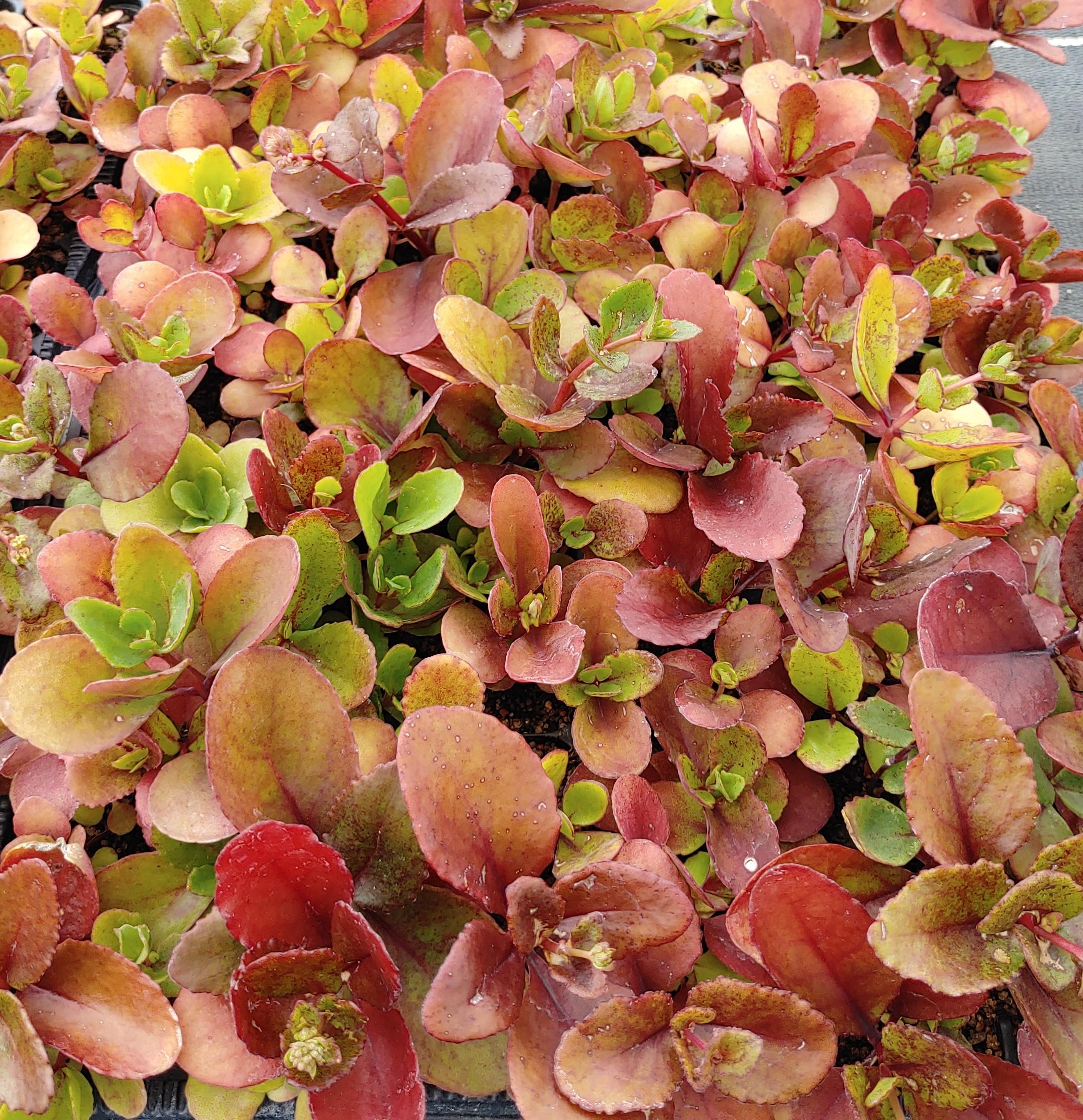 13095_sedum_telephium_ssp_maximum_CH_001.jpg