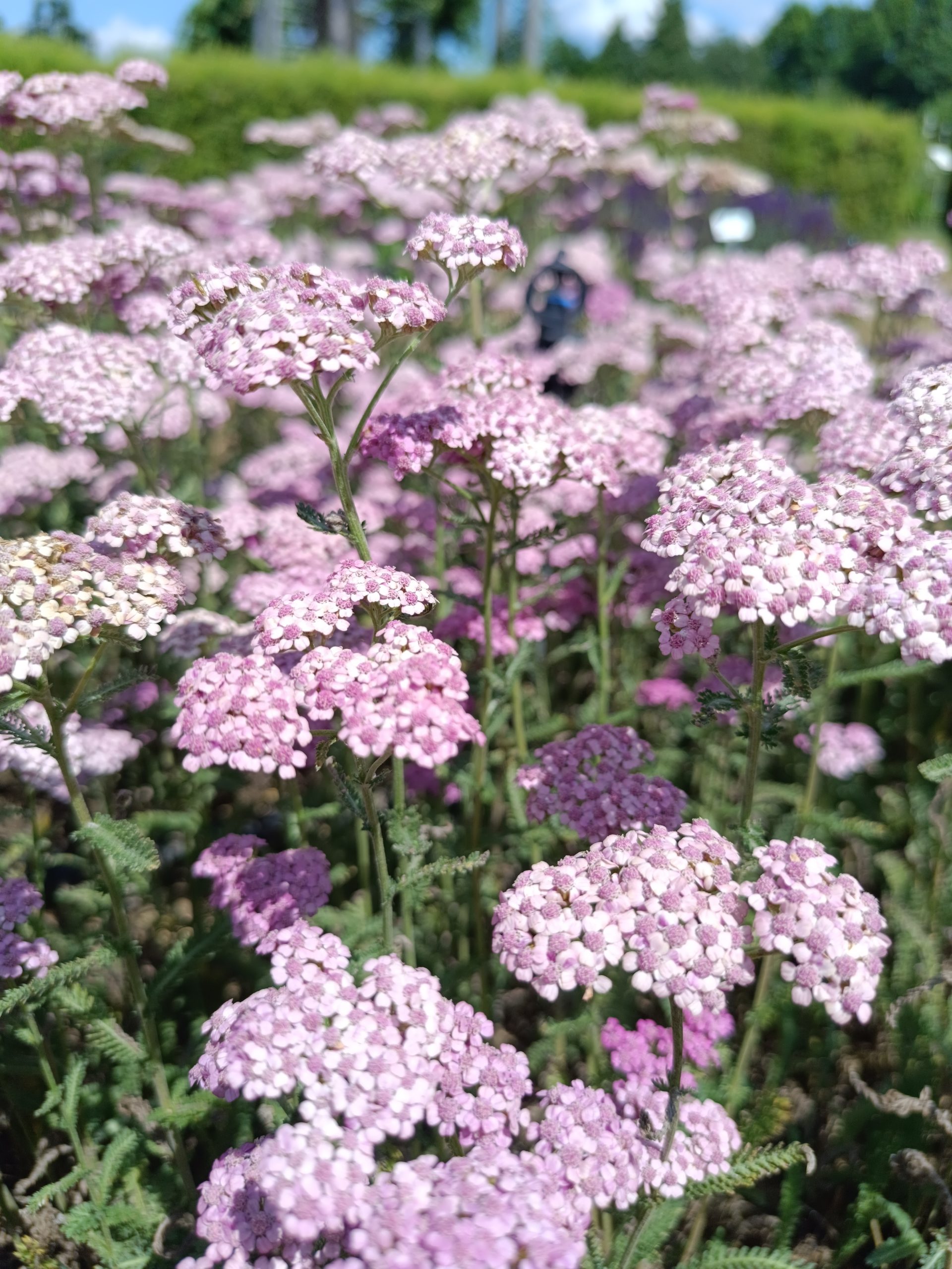 13161_achillea_millef_heidi_CH_001.jpg
