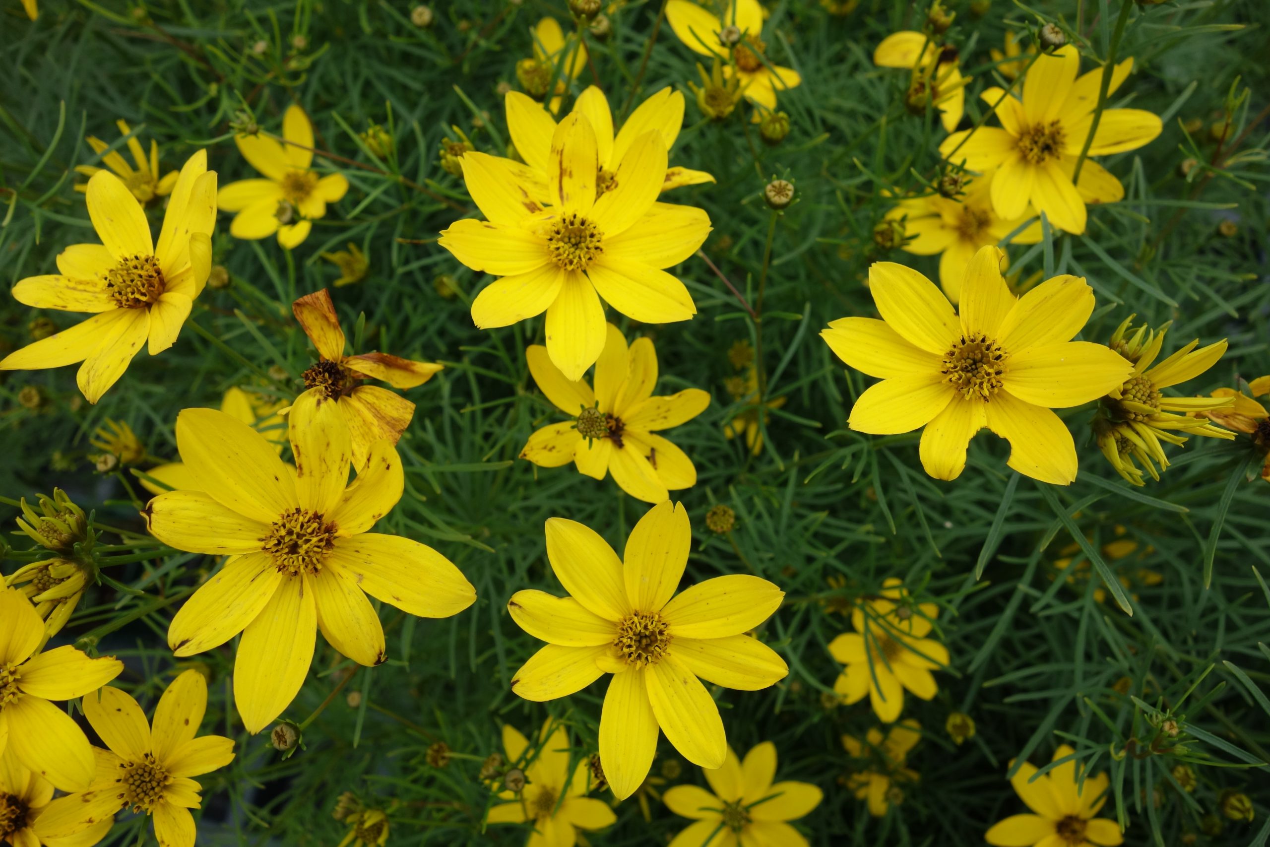1334_coreopsis_verticillata_zagreb_SS_002.jpeg