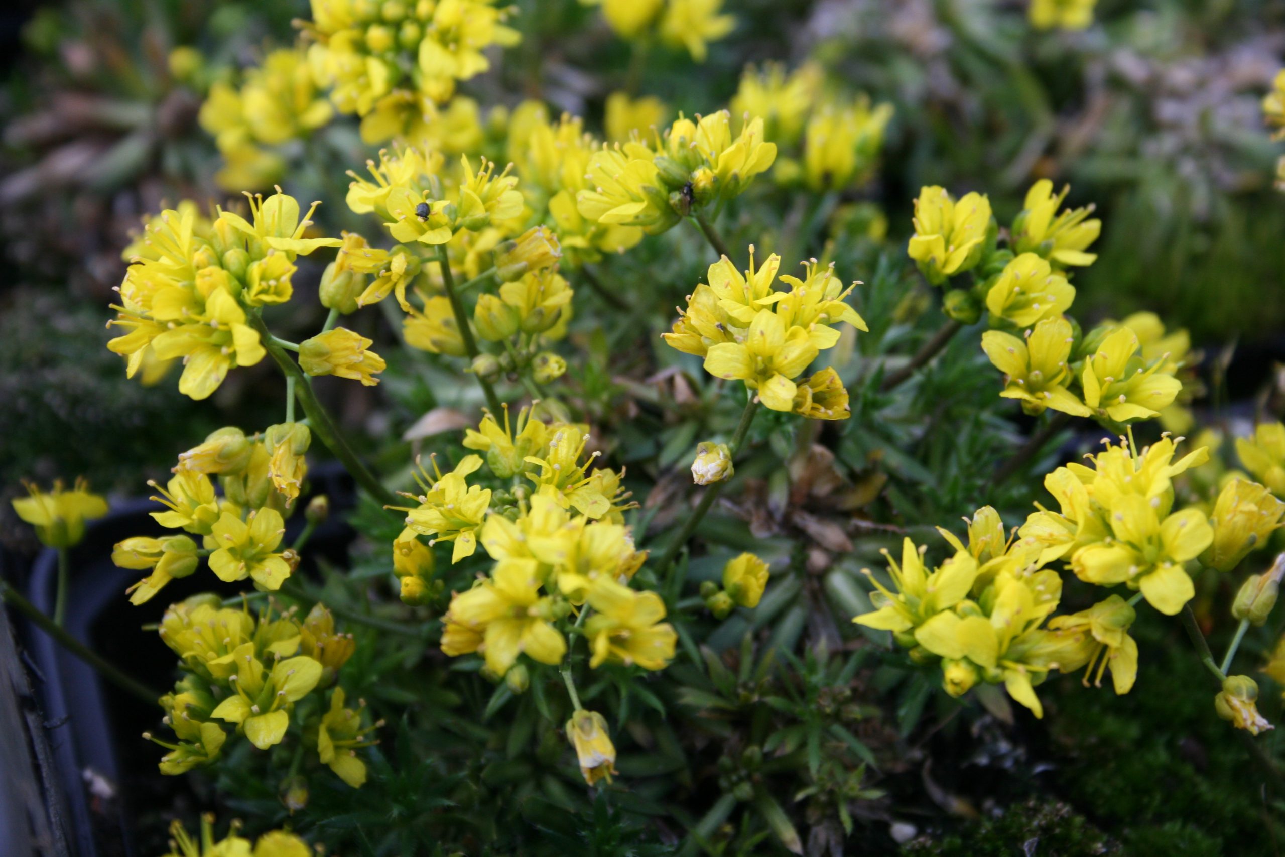 1602_draba_aizoides_SS_002.jpeg