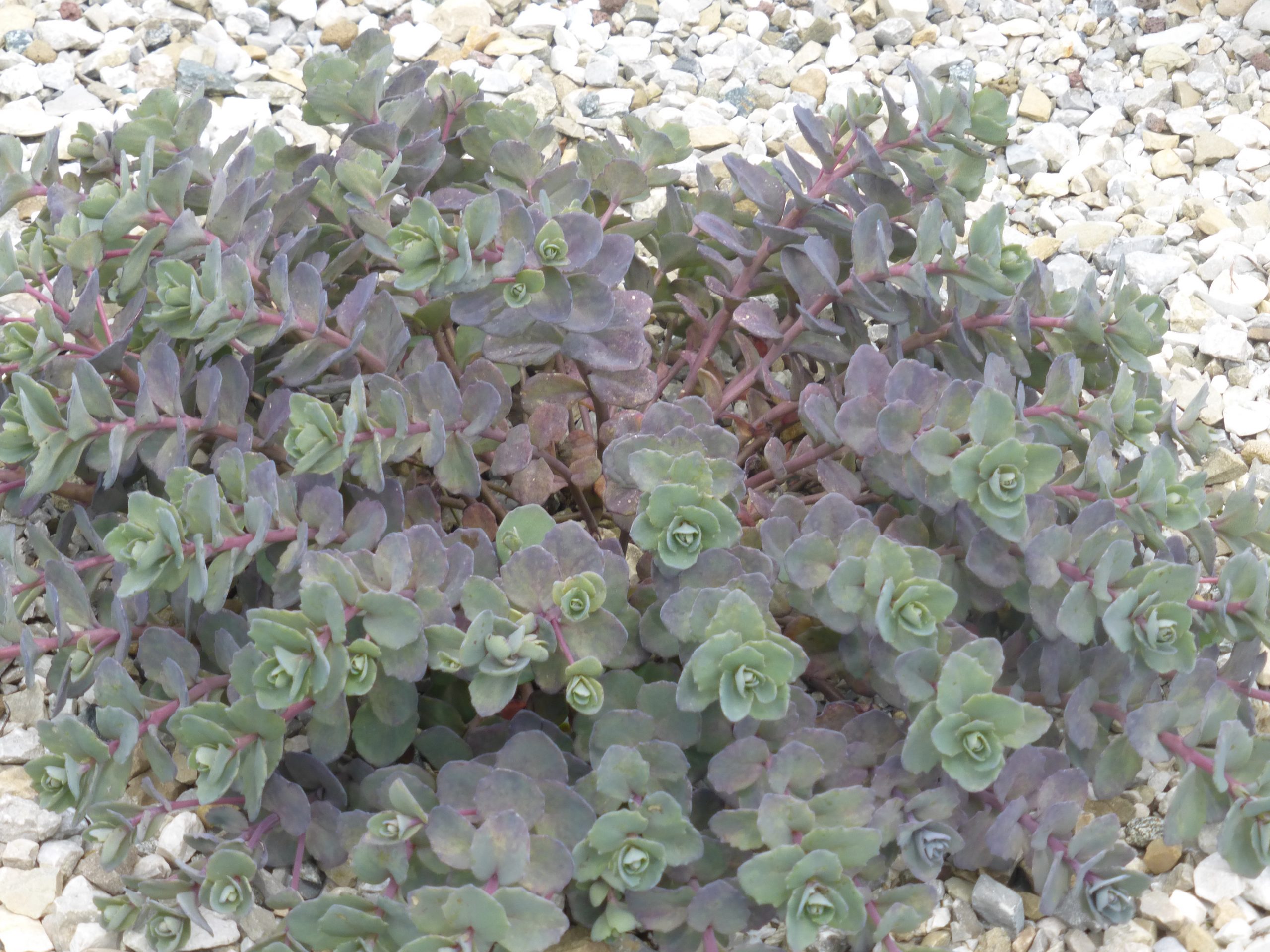 4220_sedum_cauticola_bertram_anderson_SS_001.jpeg