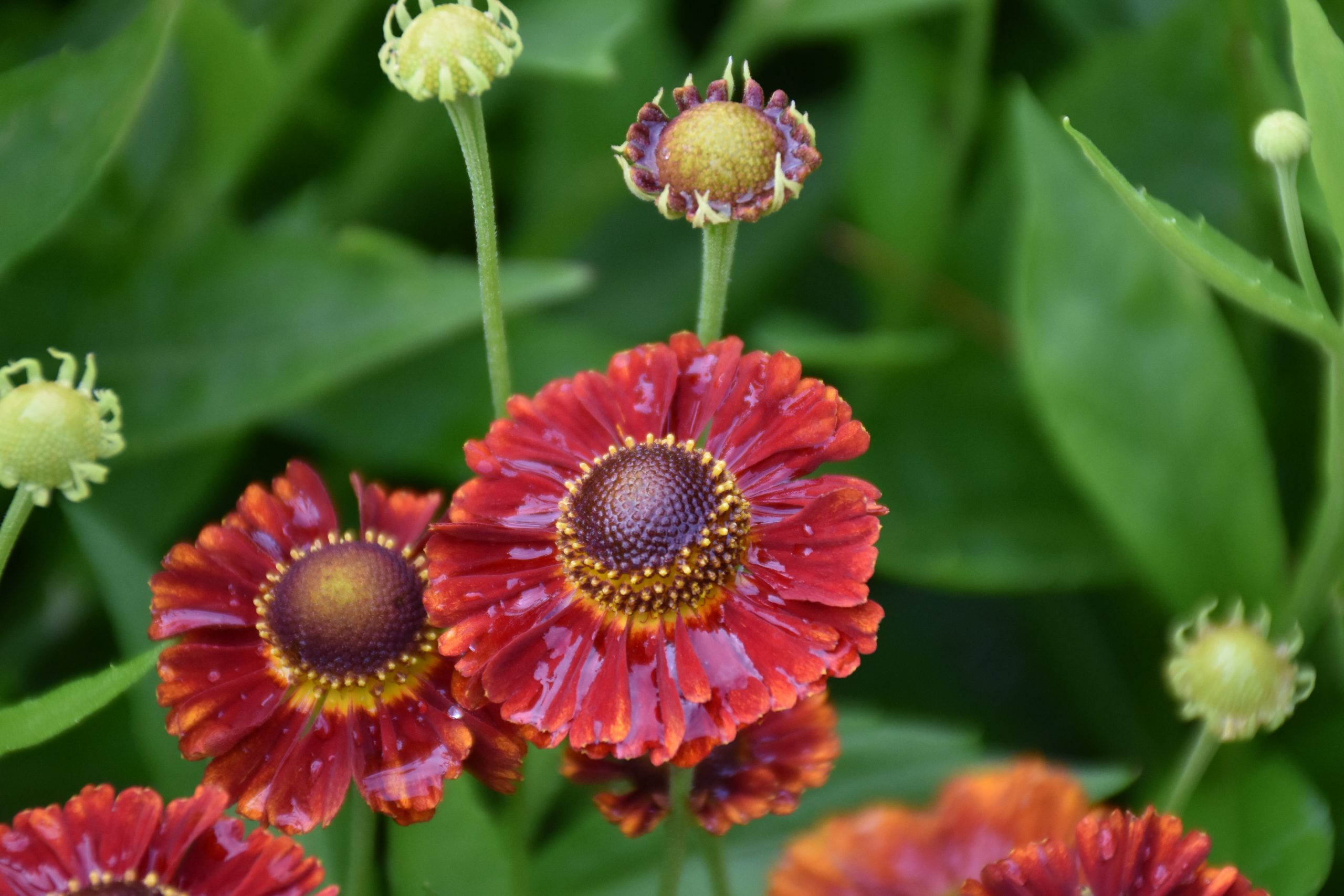 7489_helenium_cultorum_salsa_XS_001.jpg