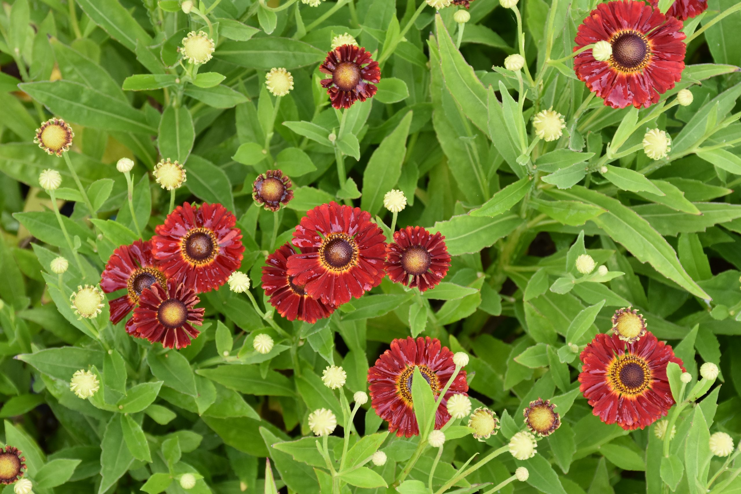 7491_helenium_cultorum_salsa_XS_003.jpg