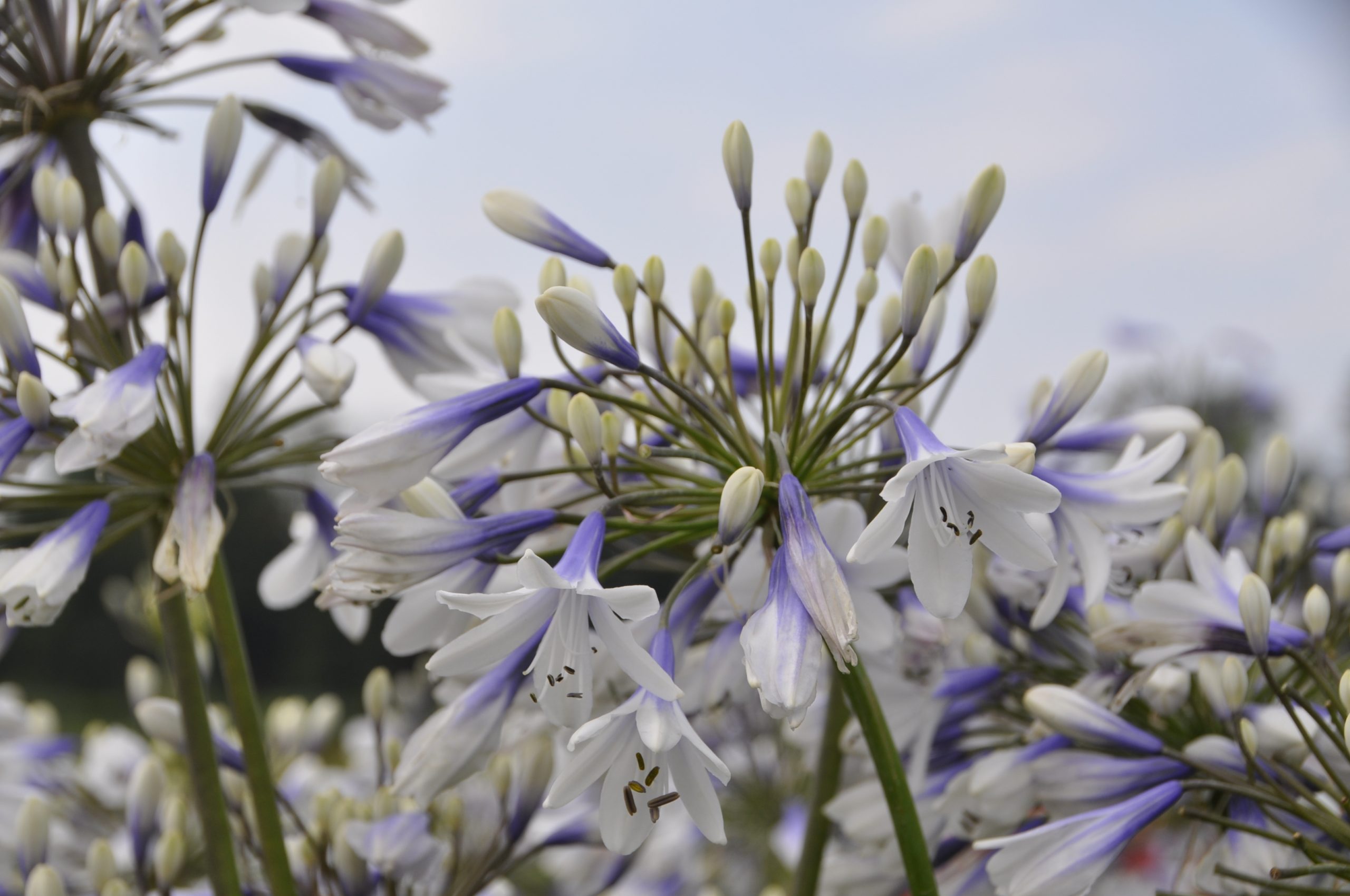7671_agapanthus_africanus_twister_BG_001.jpg