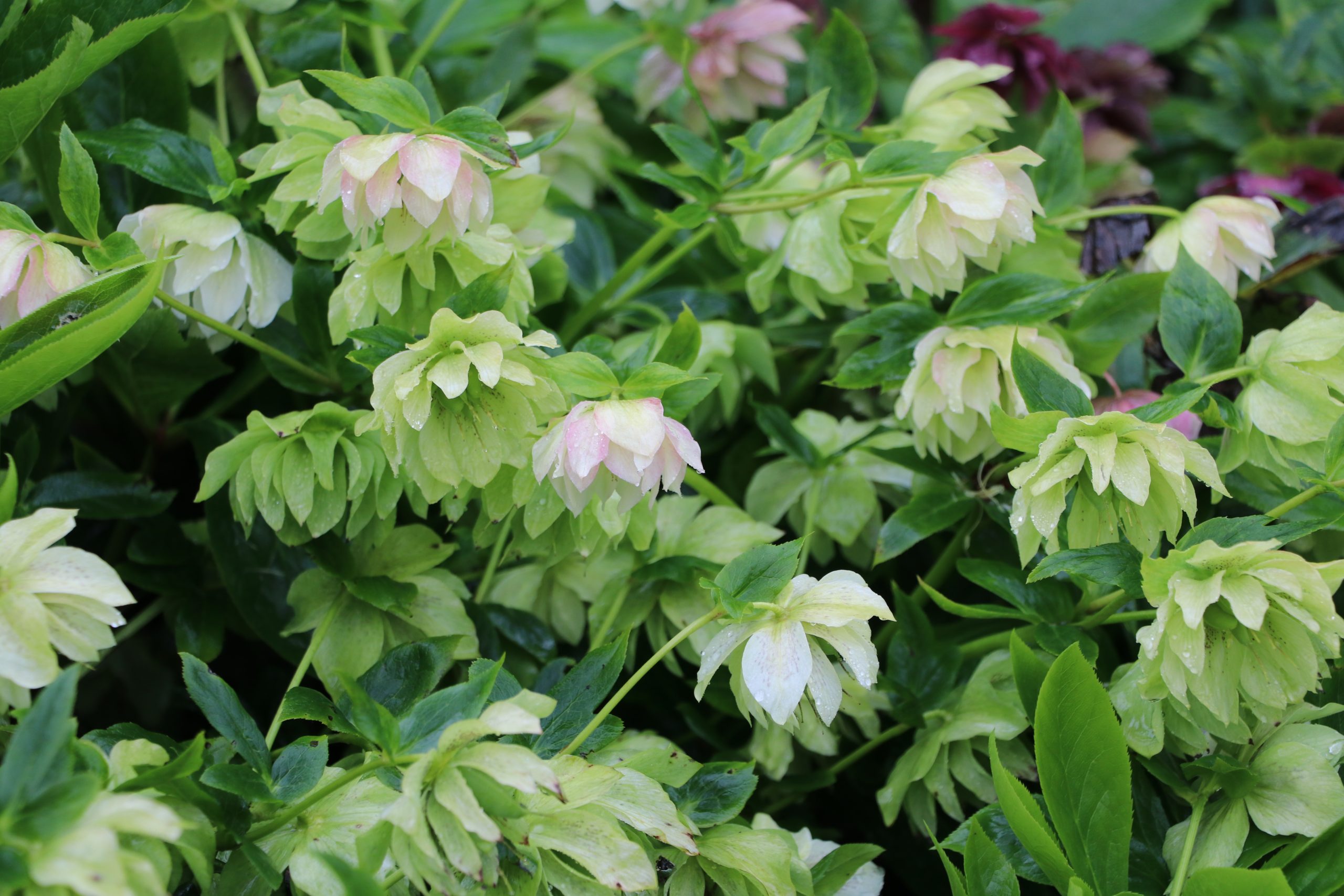 9127_helleborus_orientalis_double_ellen_white_BG_001.jpg