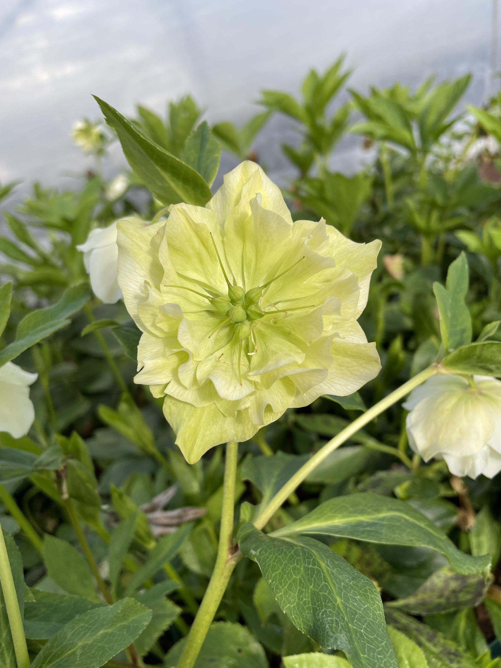 9259_helleborus_orientalis_double_ellen_white_BG_003.jpg