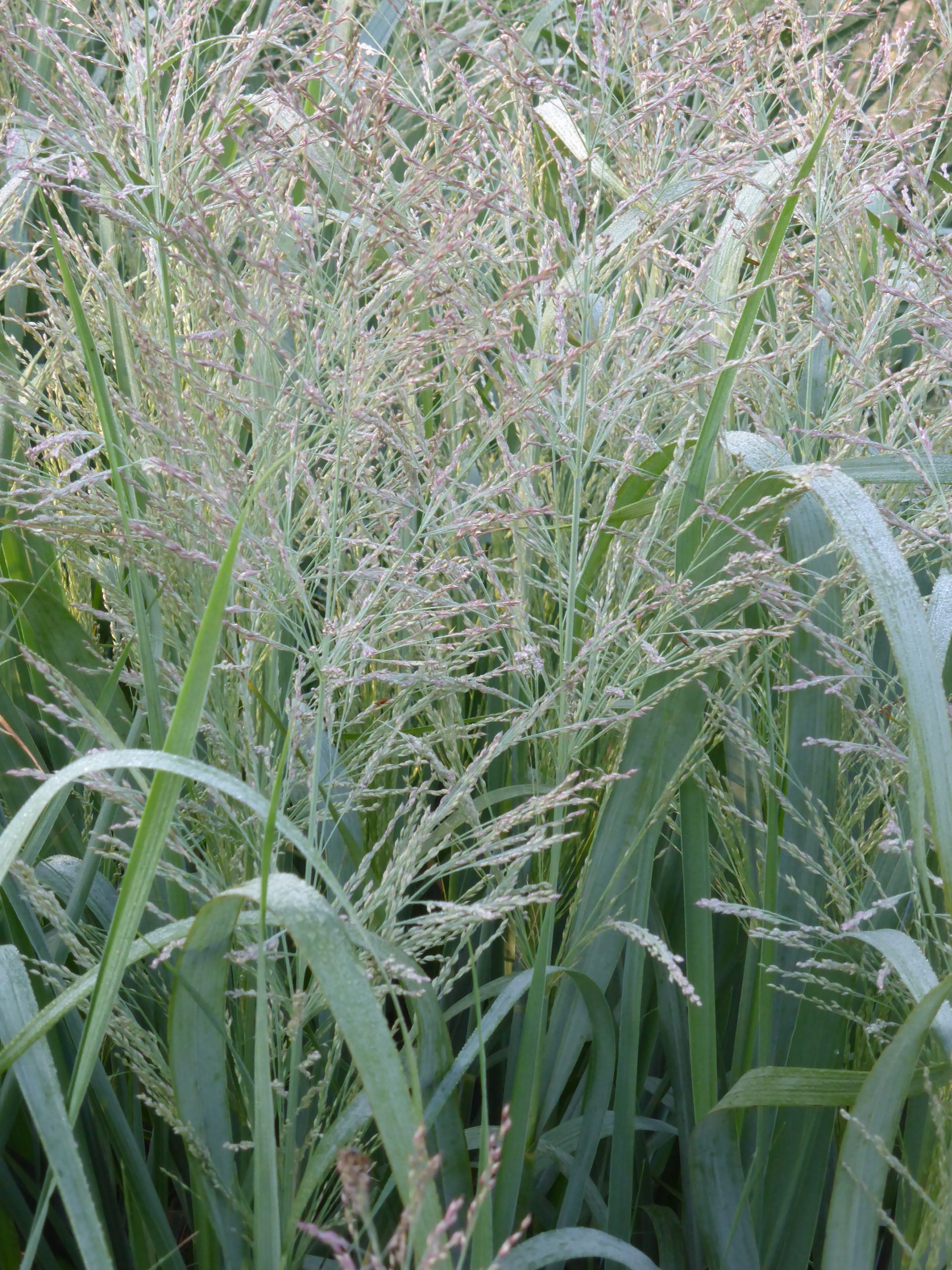11527_panicum_virgatum_dallas_blues_SS_003.jpg