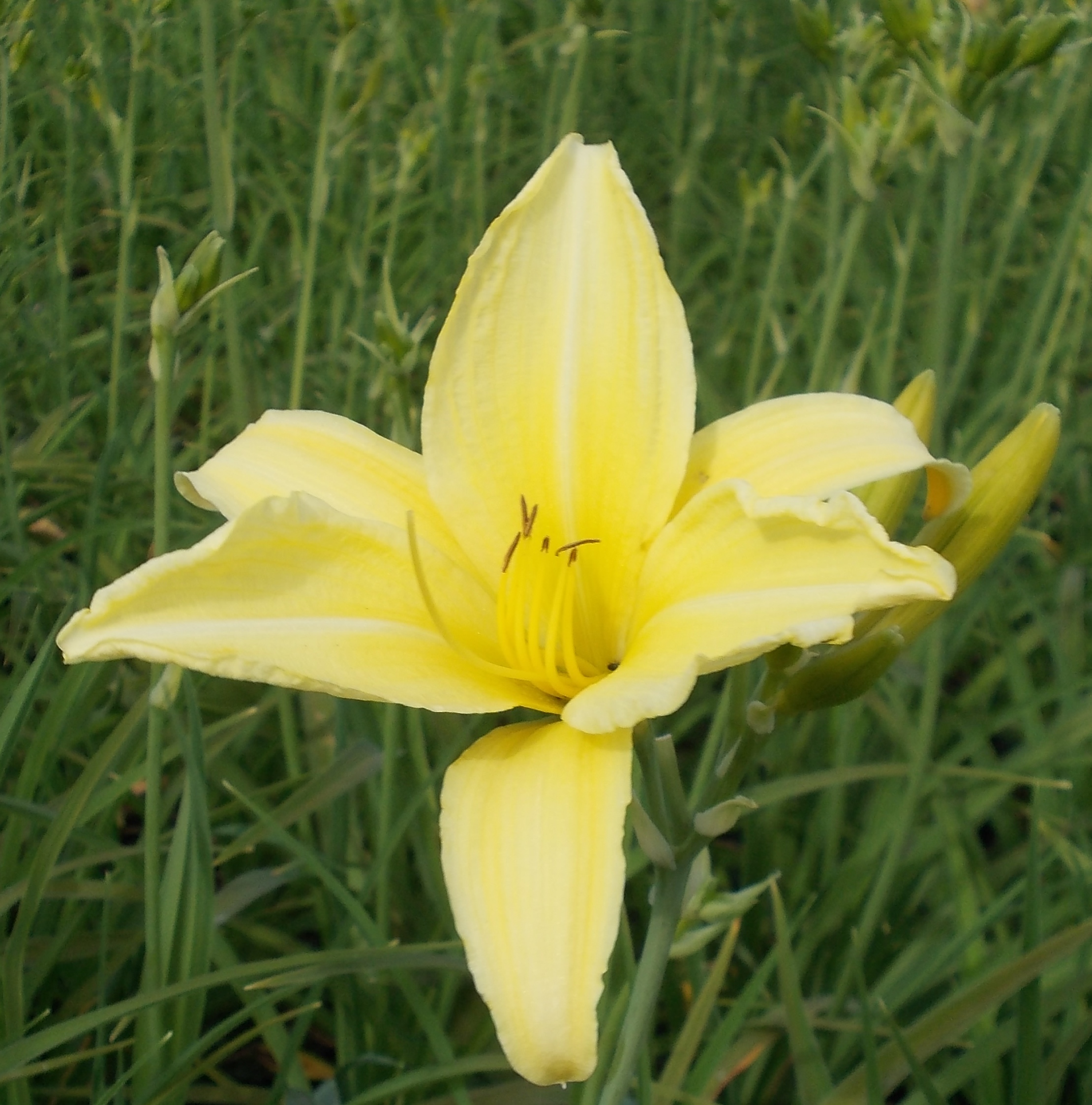 13054_hemerocallis_cult_buried_treasure_CH_001.jpg