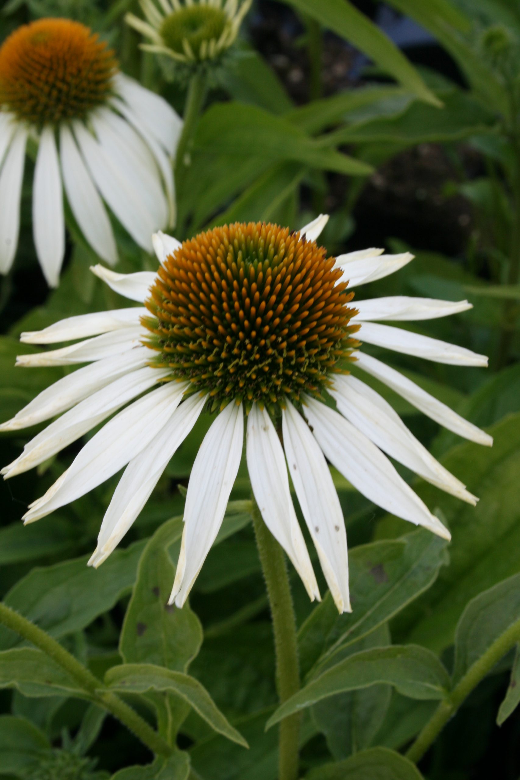 1635_echinacea_purpurea_baby_swan_white_SS_001.jpeg