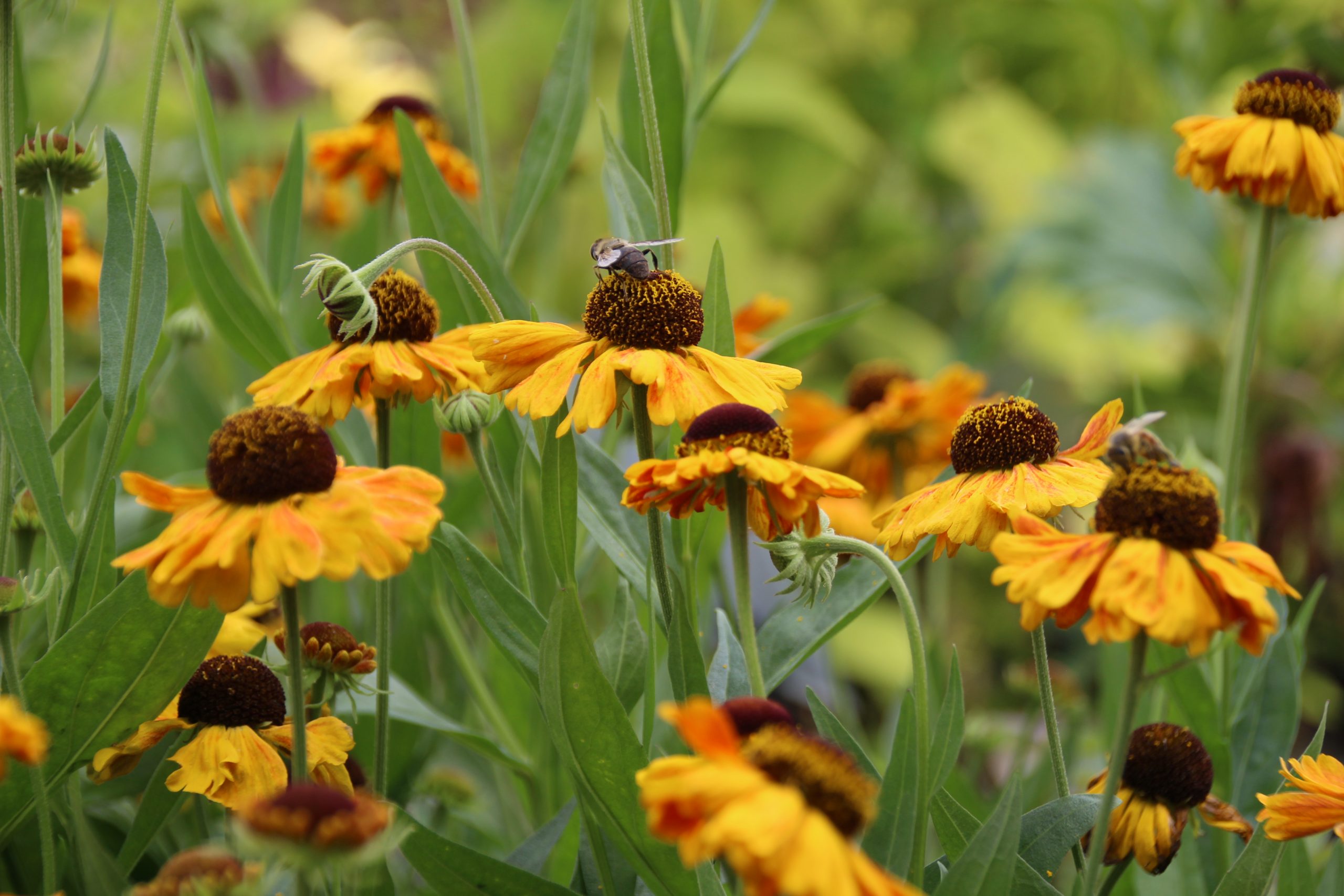2295_helenium_cultorum_wyndley_SS_003.jpeg