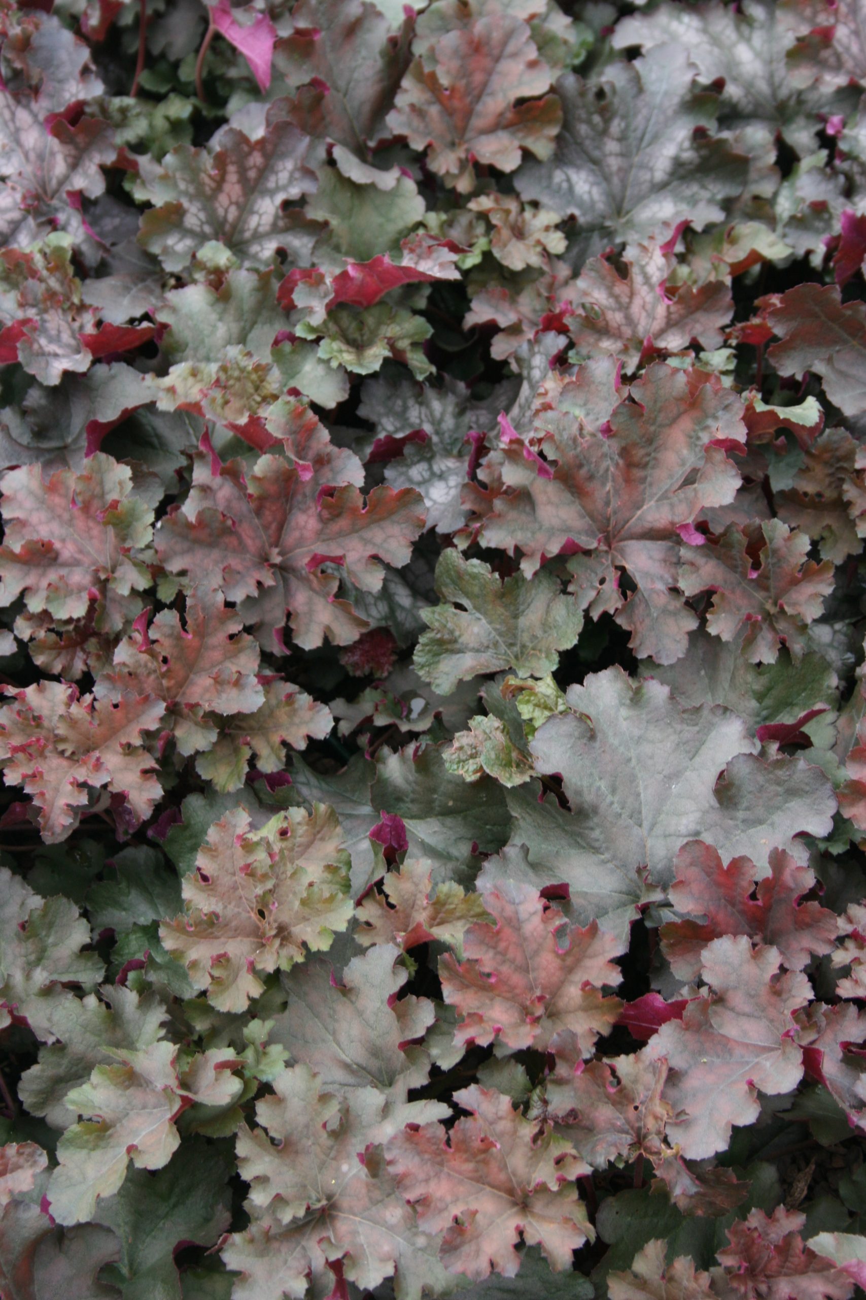 2498_heuchera_cultorum_can_can_SS_001.jpeg