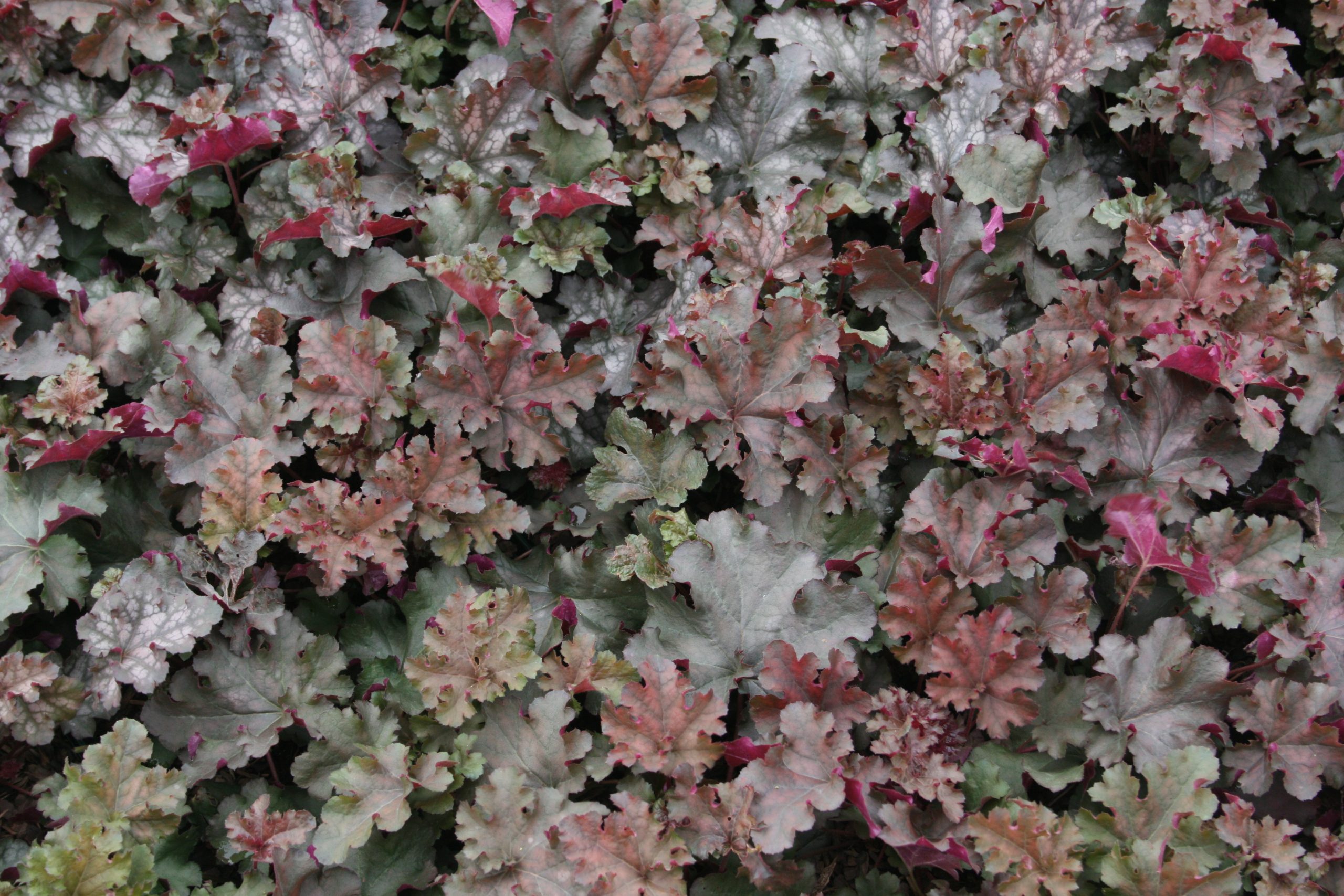 2499_heuchera_cultorum_can_can_SS_002.jpeg