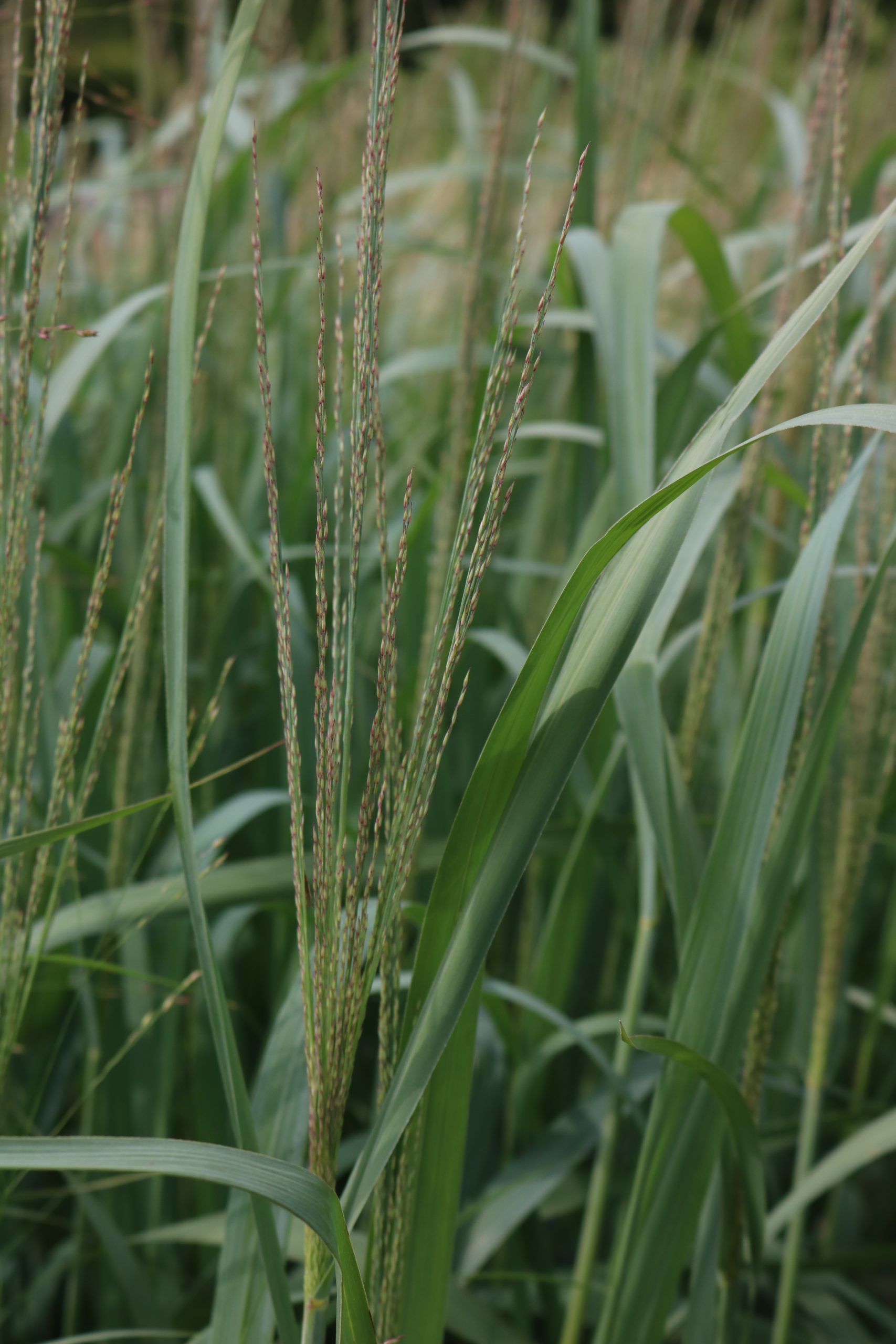 3526_panicum_virgatum_dallas_blues_XS_001.jpeg