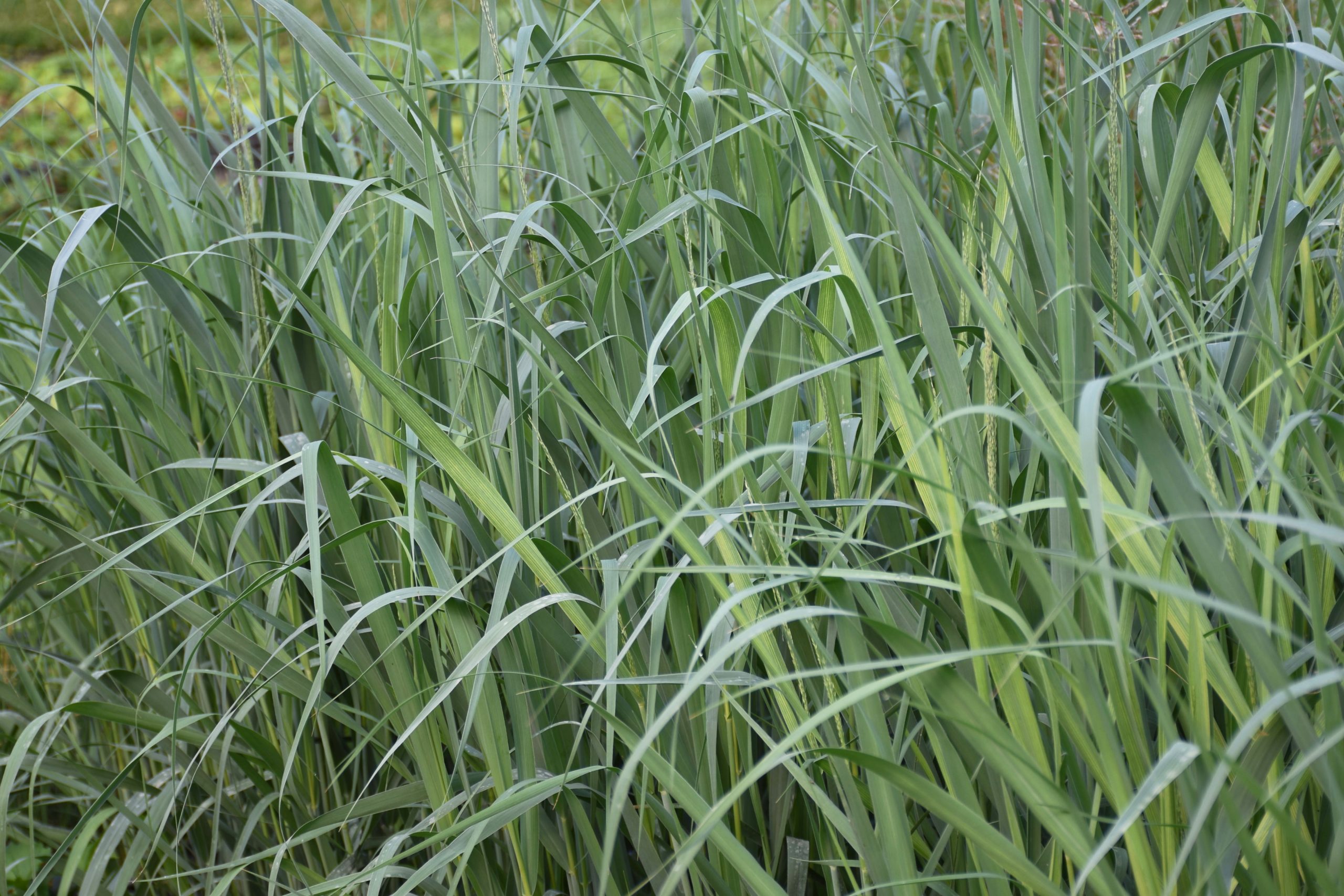 3527_panicum_virgatum_dallas_blues_XS_002.jpeg