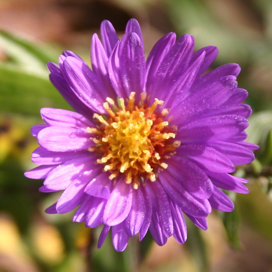 P2000516_1.jpg