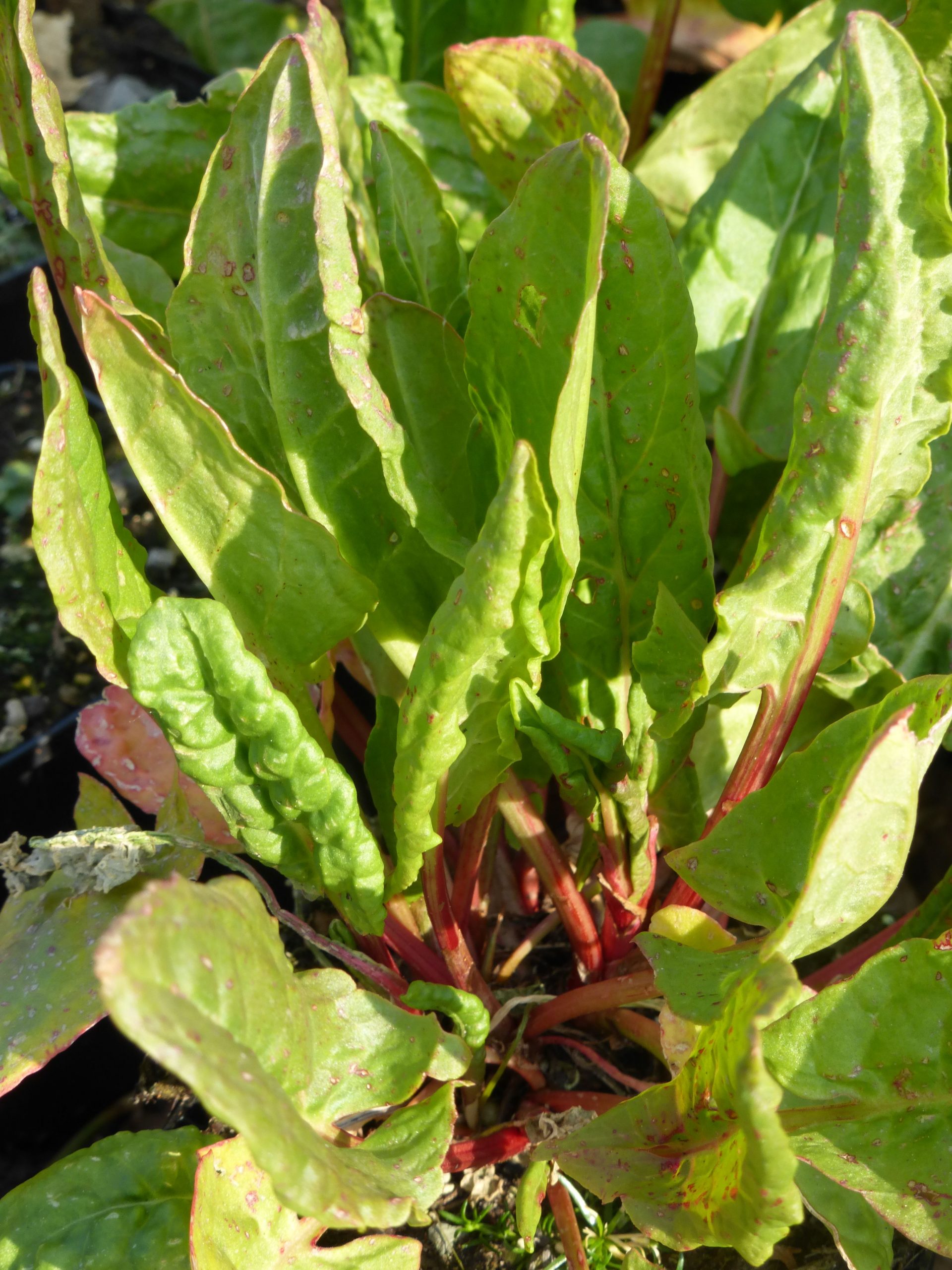 P66200_1.jpg