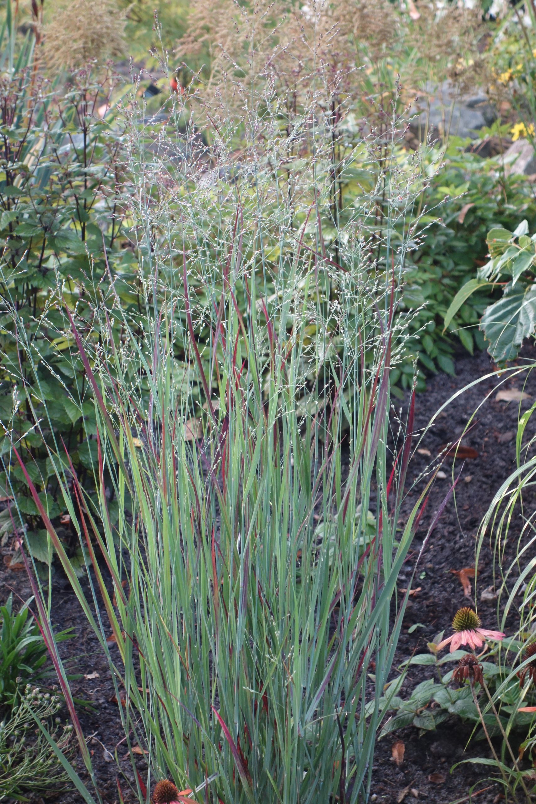 10636_panicum_virgatum_nosferatu_SS_001.jpg