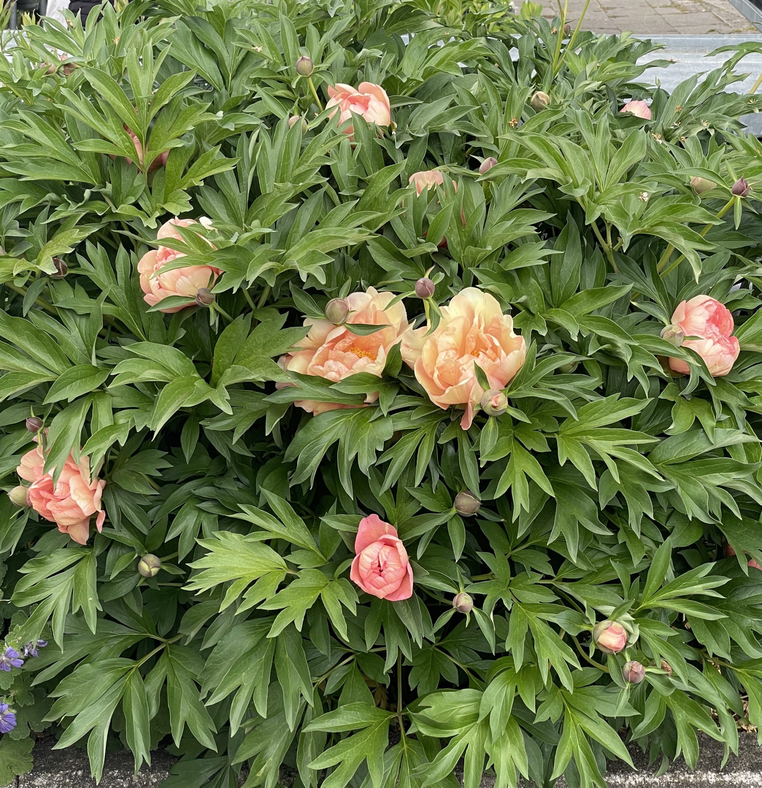 13203_paeonia_itoh_singing_in_the_rain_CH_001.jpg