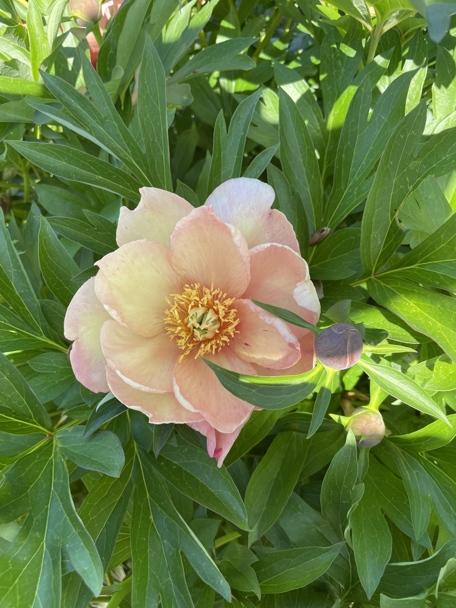 13204_paeonia_itoh_singing_in_the_rain_CH_002.jpg