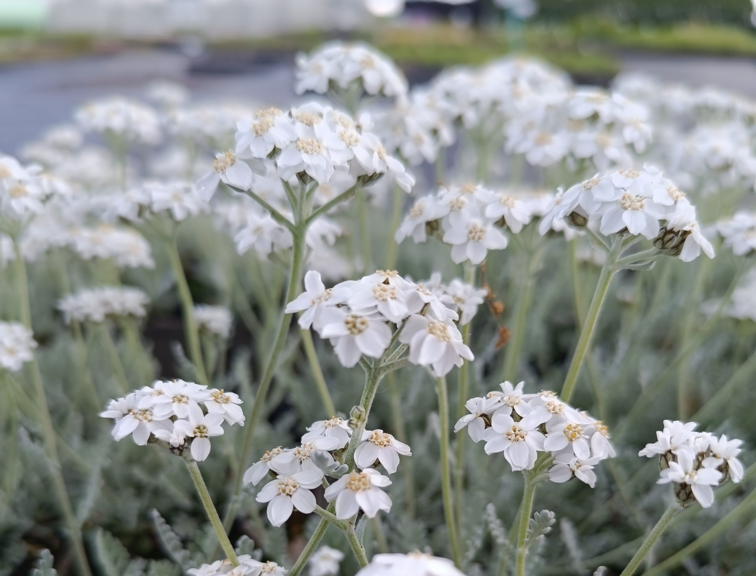 13208_achillea_x_kellereri_CH_001.jpg