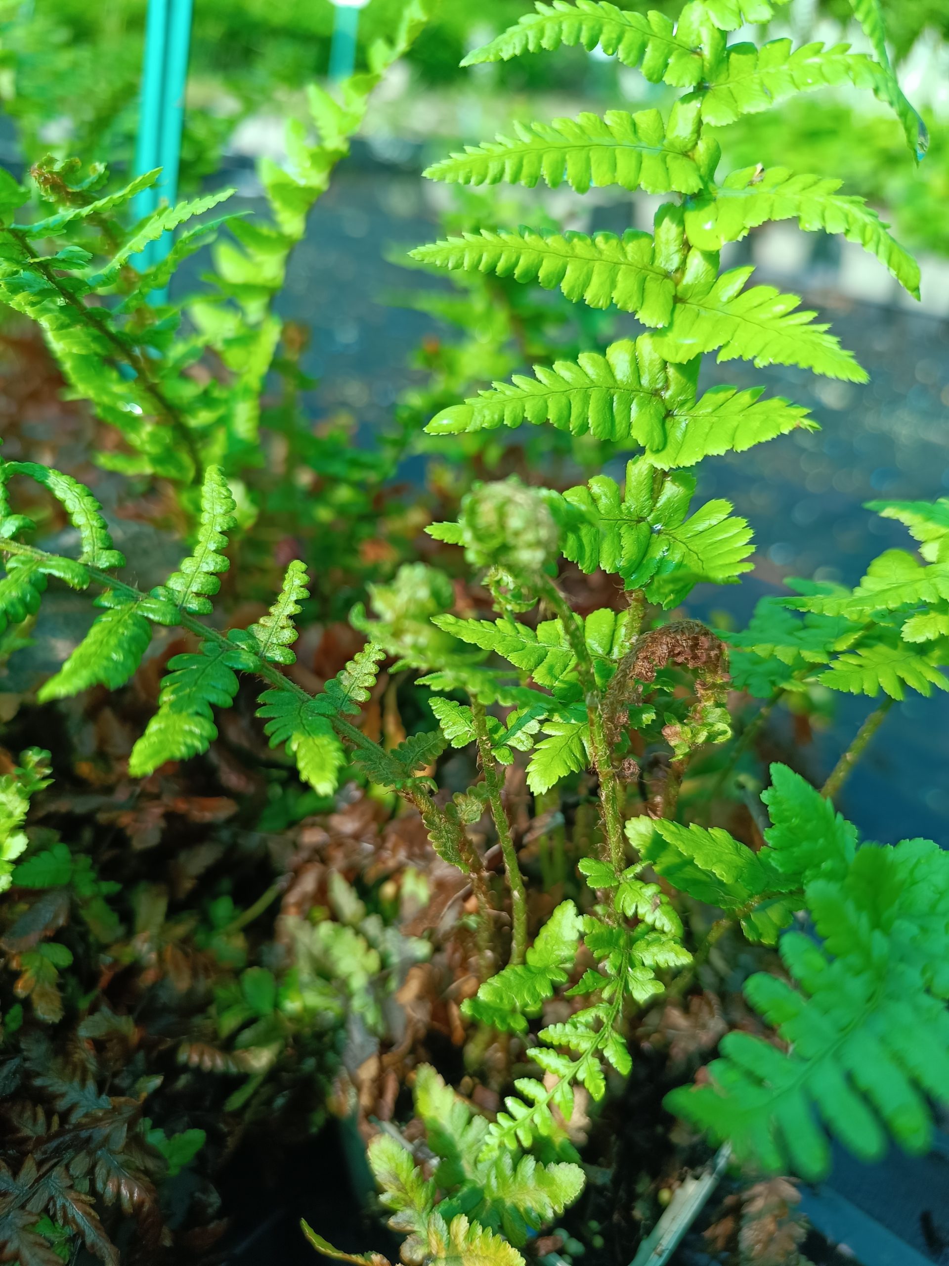 13217_dryopteris_affinis_pinderi_CH_001.jpg