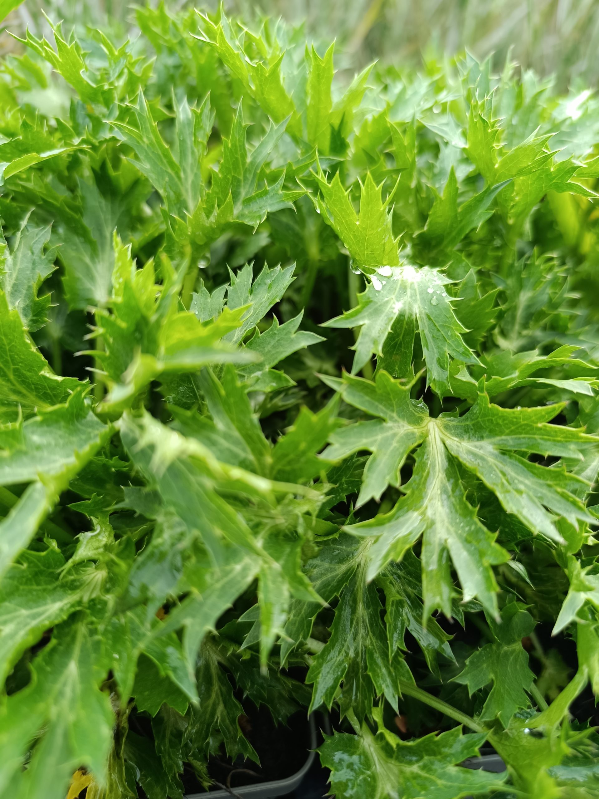 13220_eryngium_bourgatii_pen_blue_CH_001.jpg