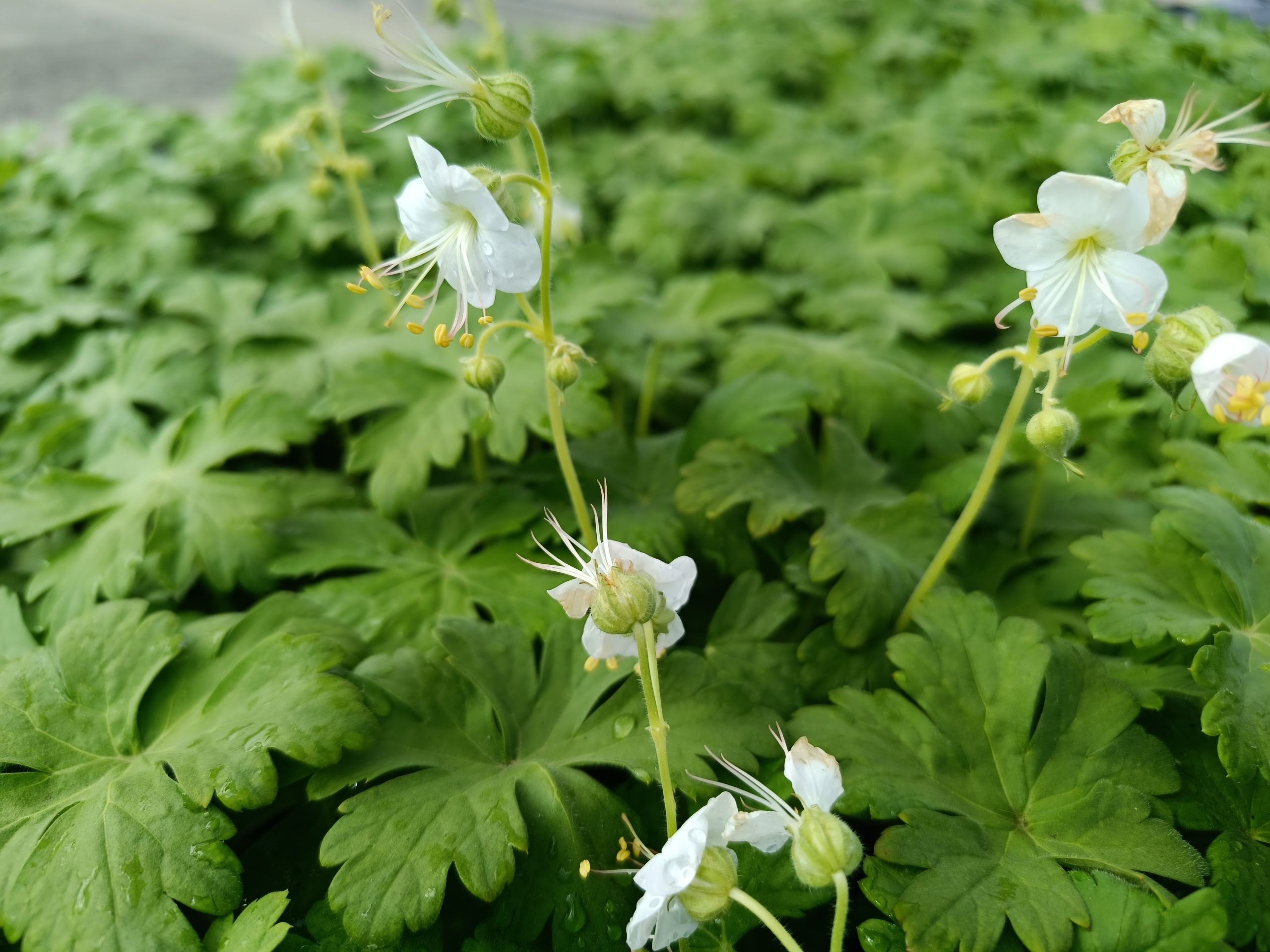 13221_geranium_macrorrhizum_album_CH_001.jpg