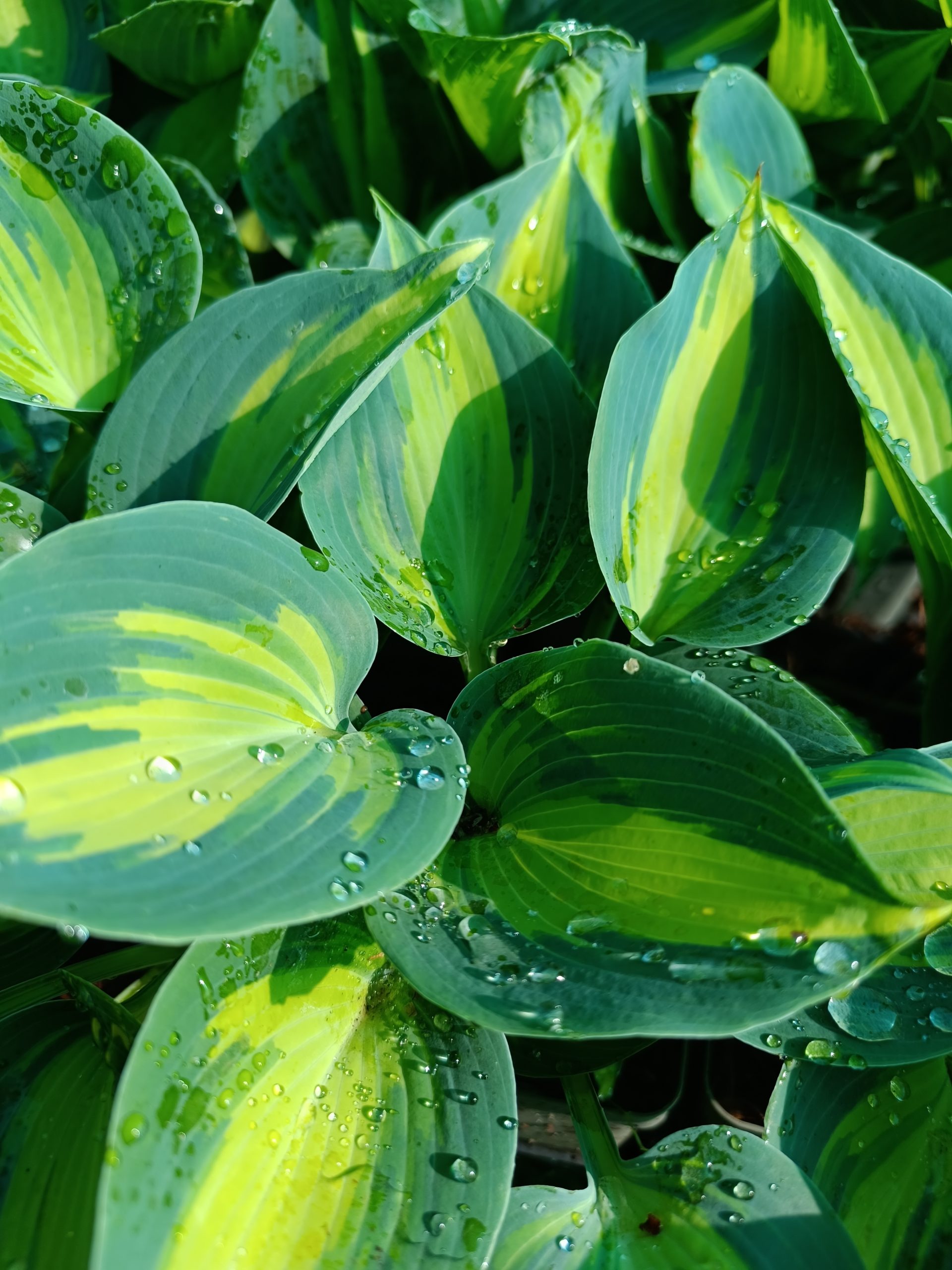 13222_hosta_cult_touch_of_class_CH_001.jpg