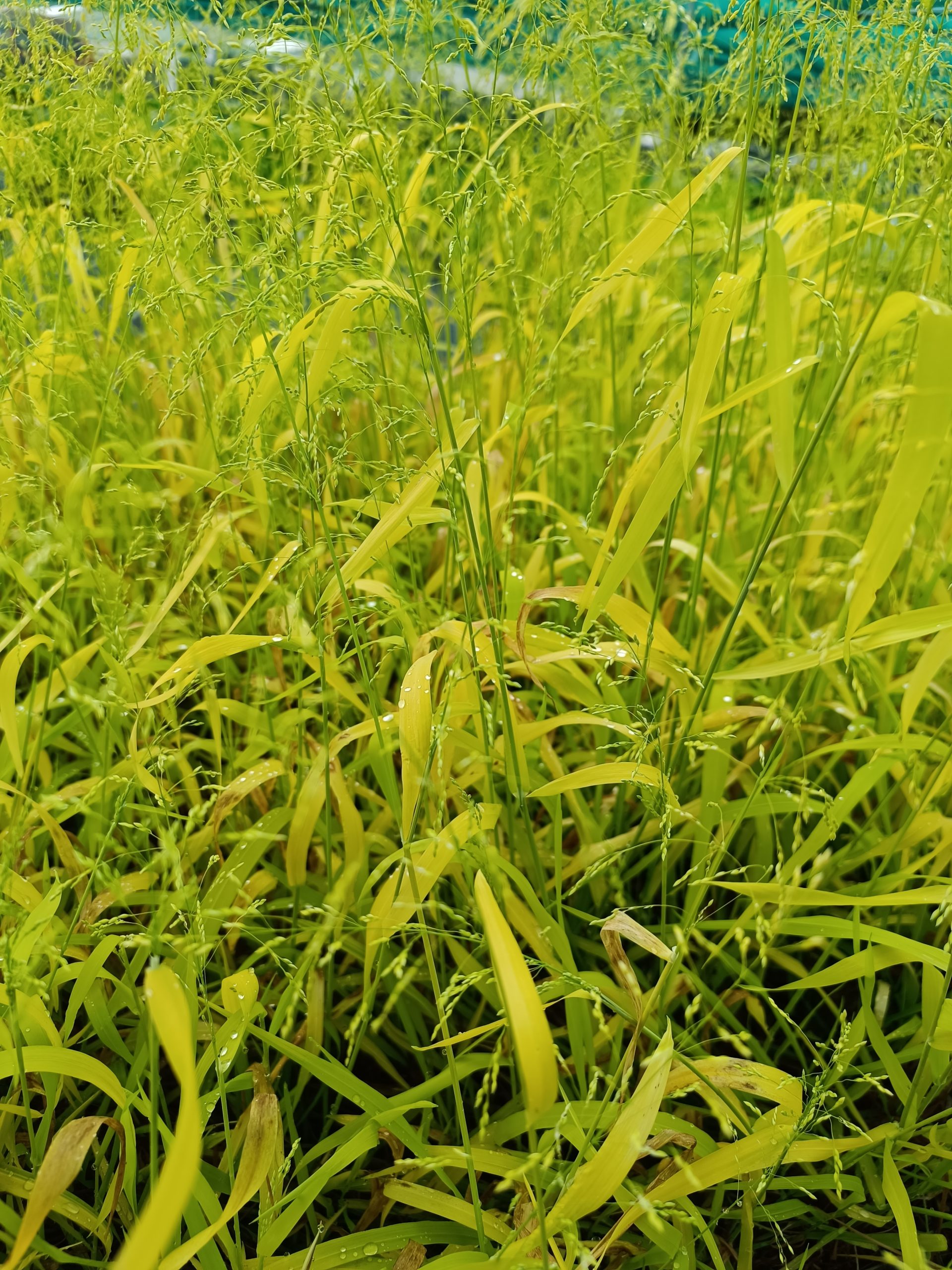 13228_milium_effusum_aureum_CH_001.jpg