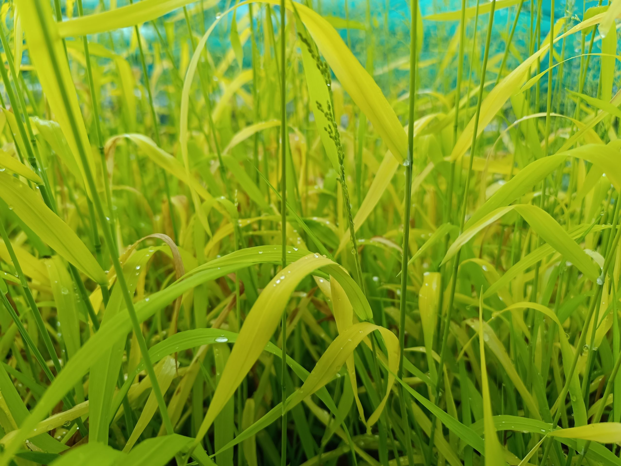 13229_milium_effusum_aureum_CH_002.jpg