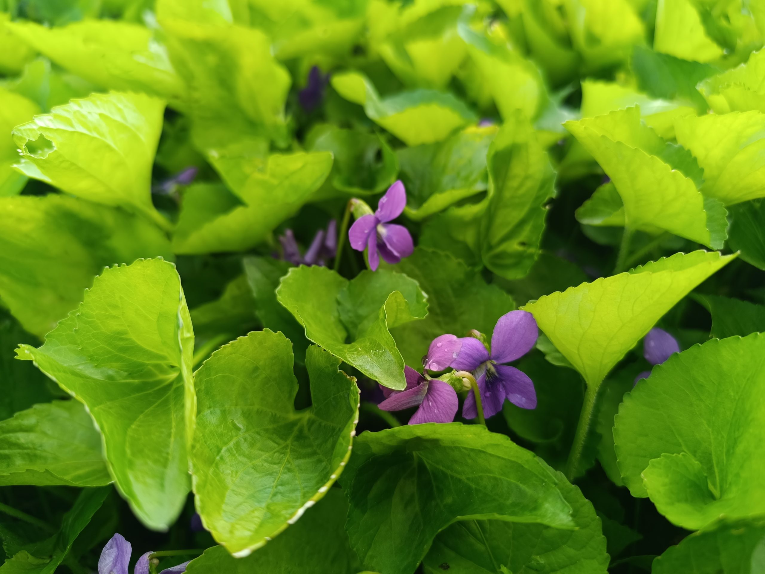 13236_viola_sororia_CH_001.jpg