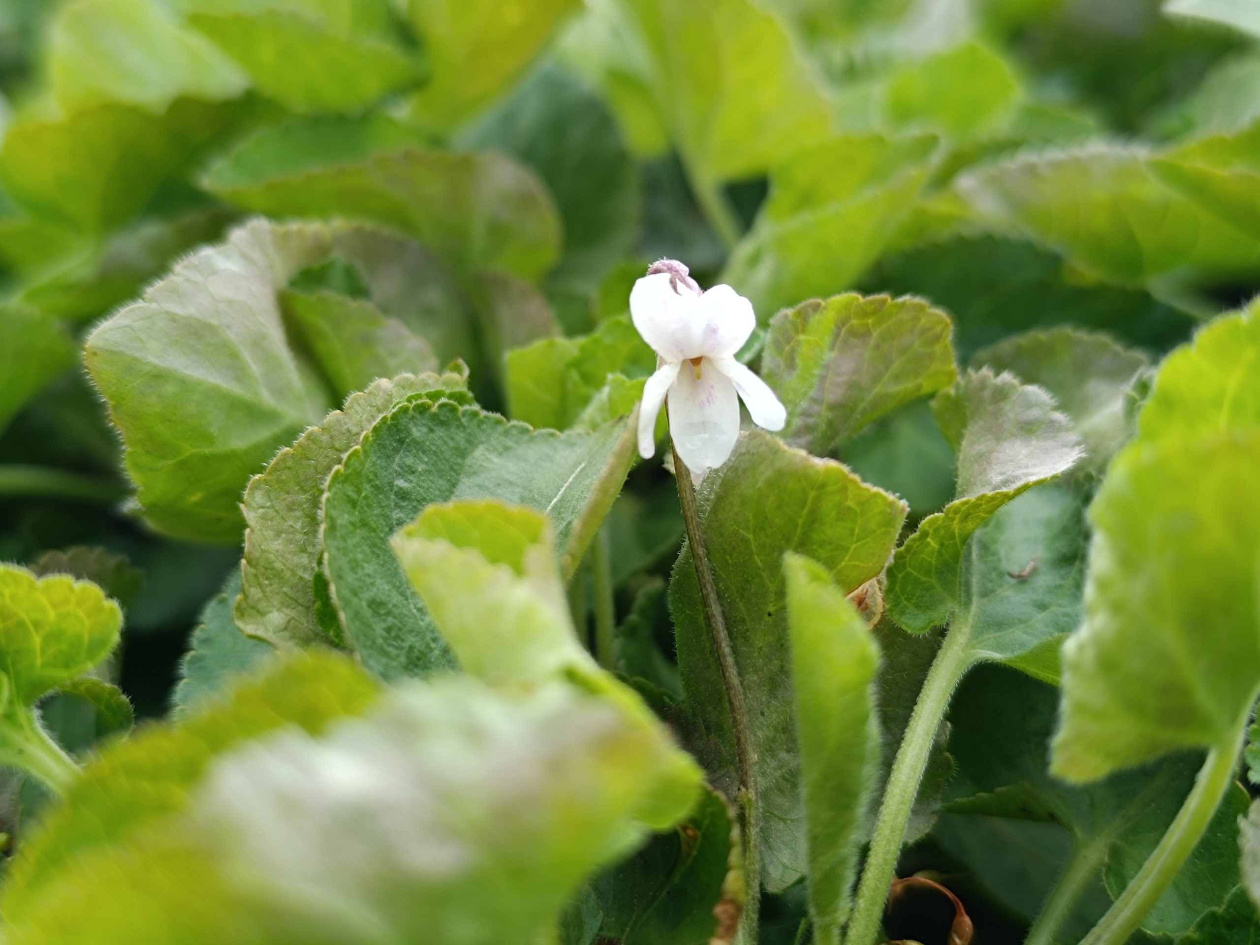 13237_viola_odorata_alba_CH_001.jpg