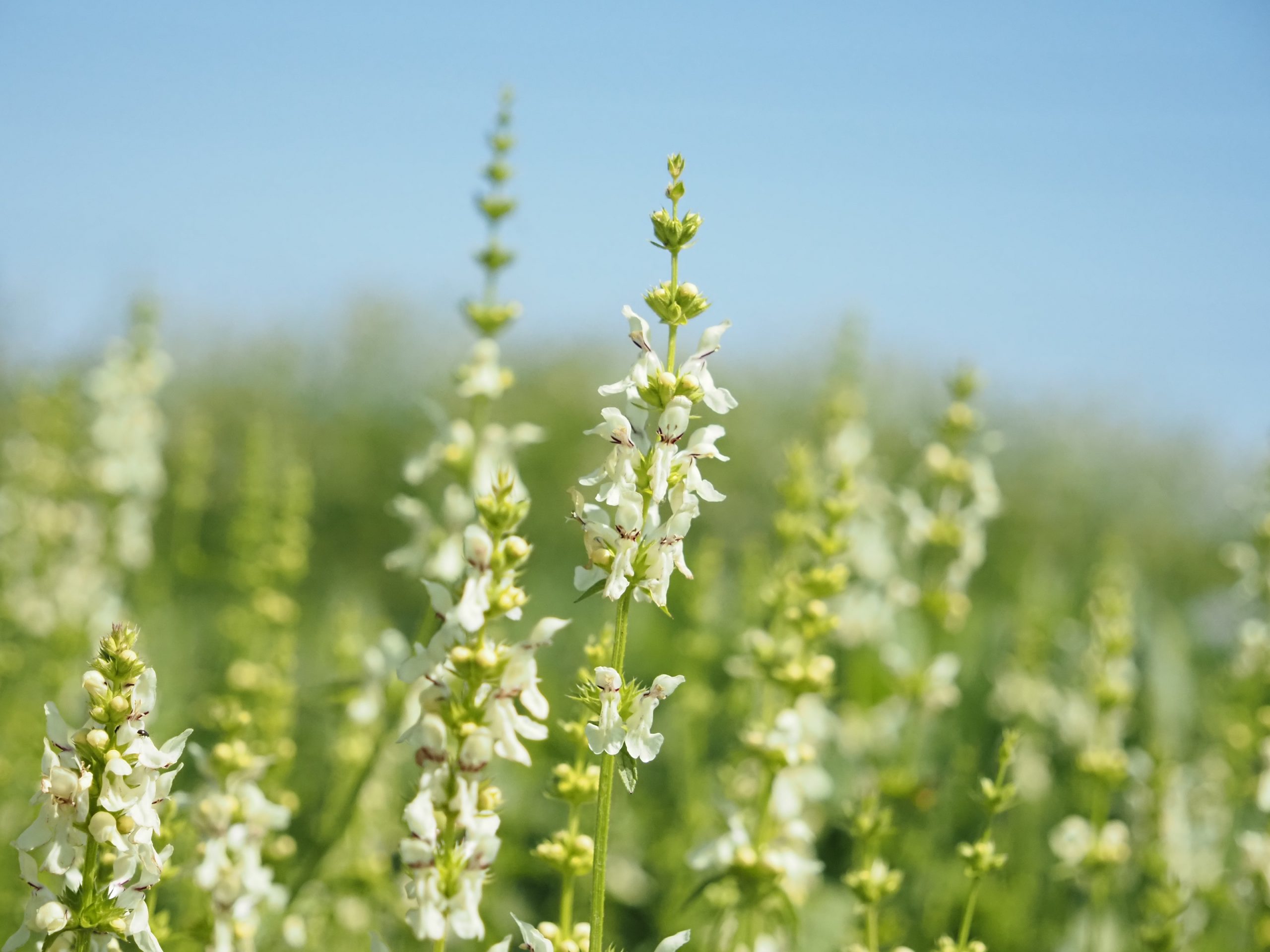 13270_stachys_recta_BG_004.jpg