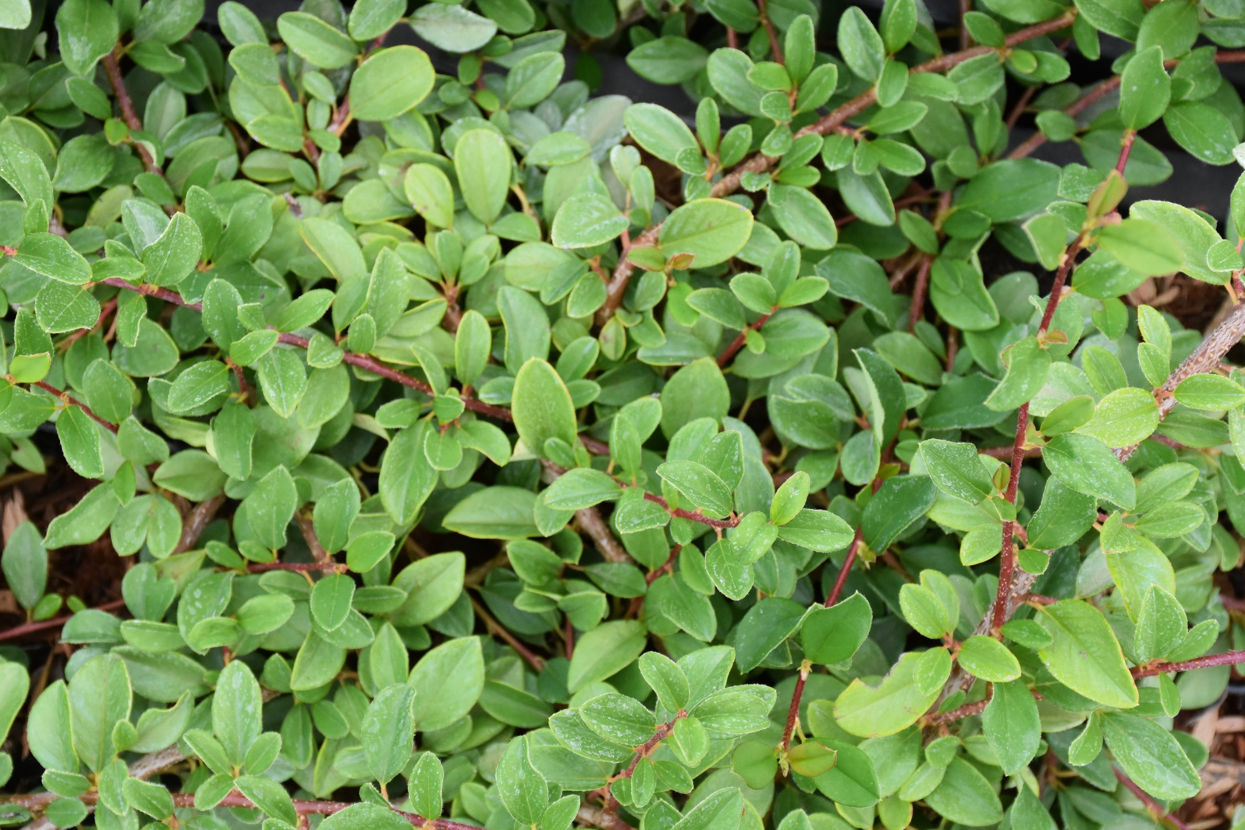 5553_cotoneaster_dammeri_eichholz_XS_001.jpeg