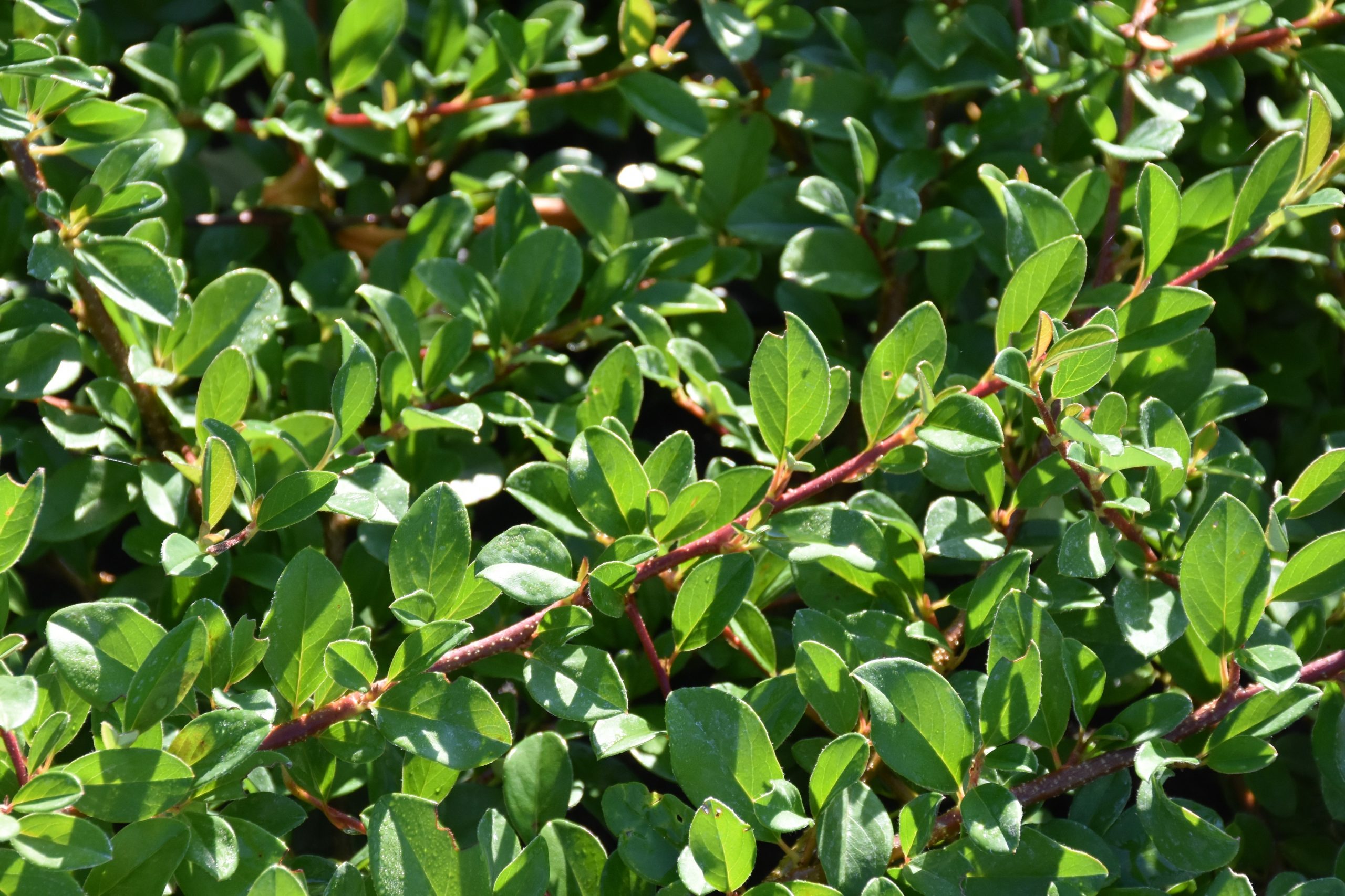 5554_cotoneaster_dammeri_eichholz_XS_002.jpeg