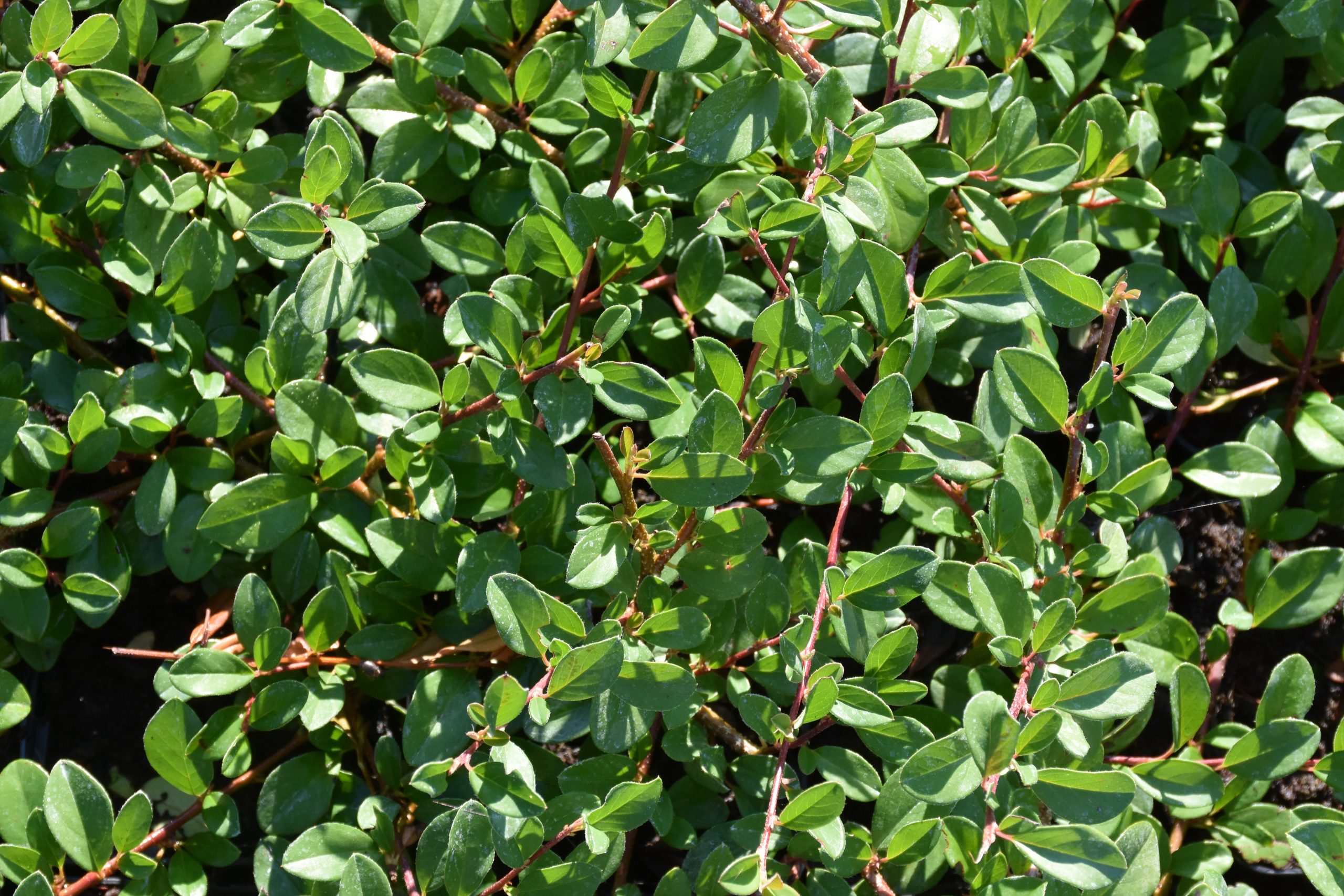 5555_cotoneaster_dammeri_eichholz_XS_003.jpeg
