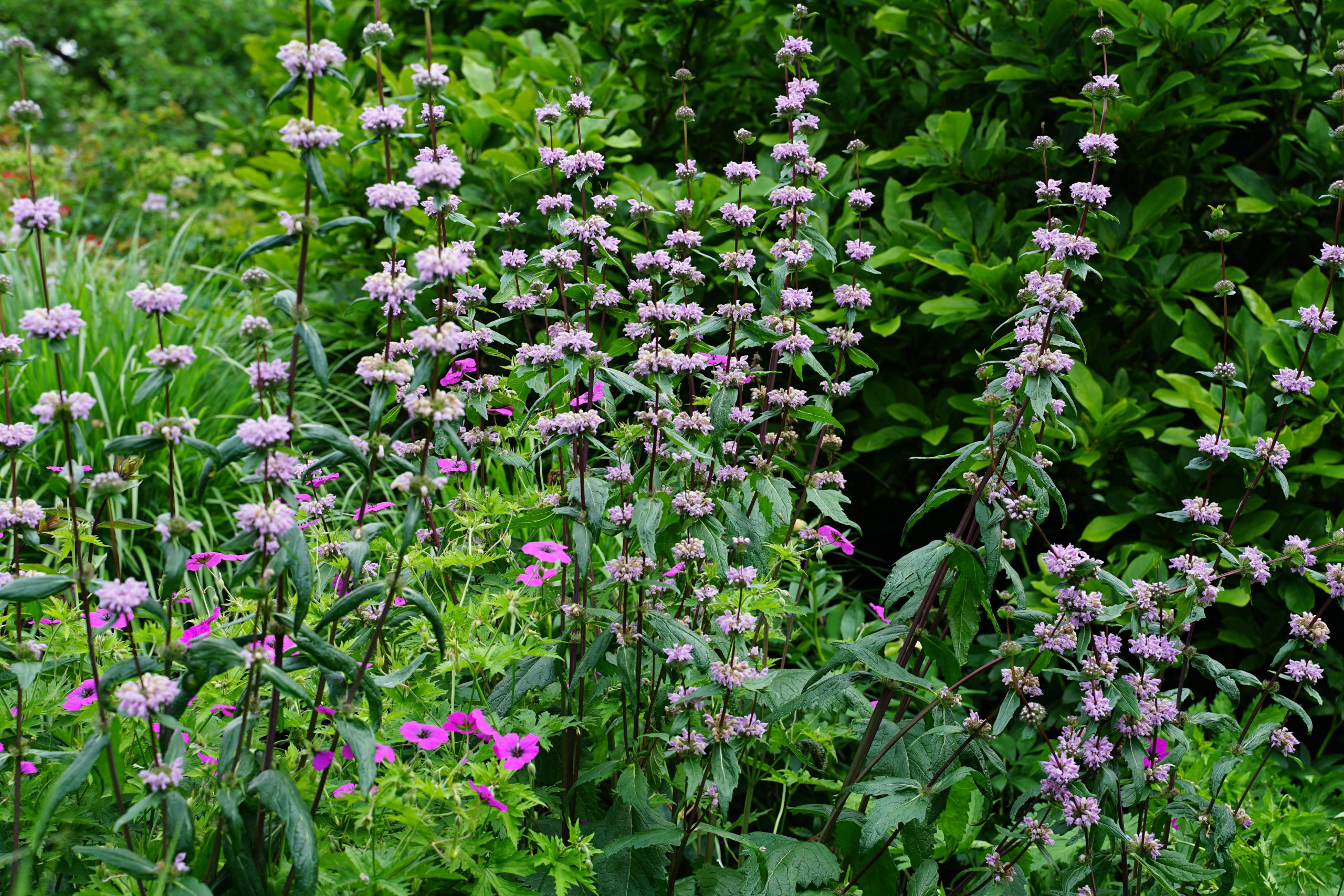 11338_phlomis_tuberosa_amazone_SS_004.jpg