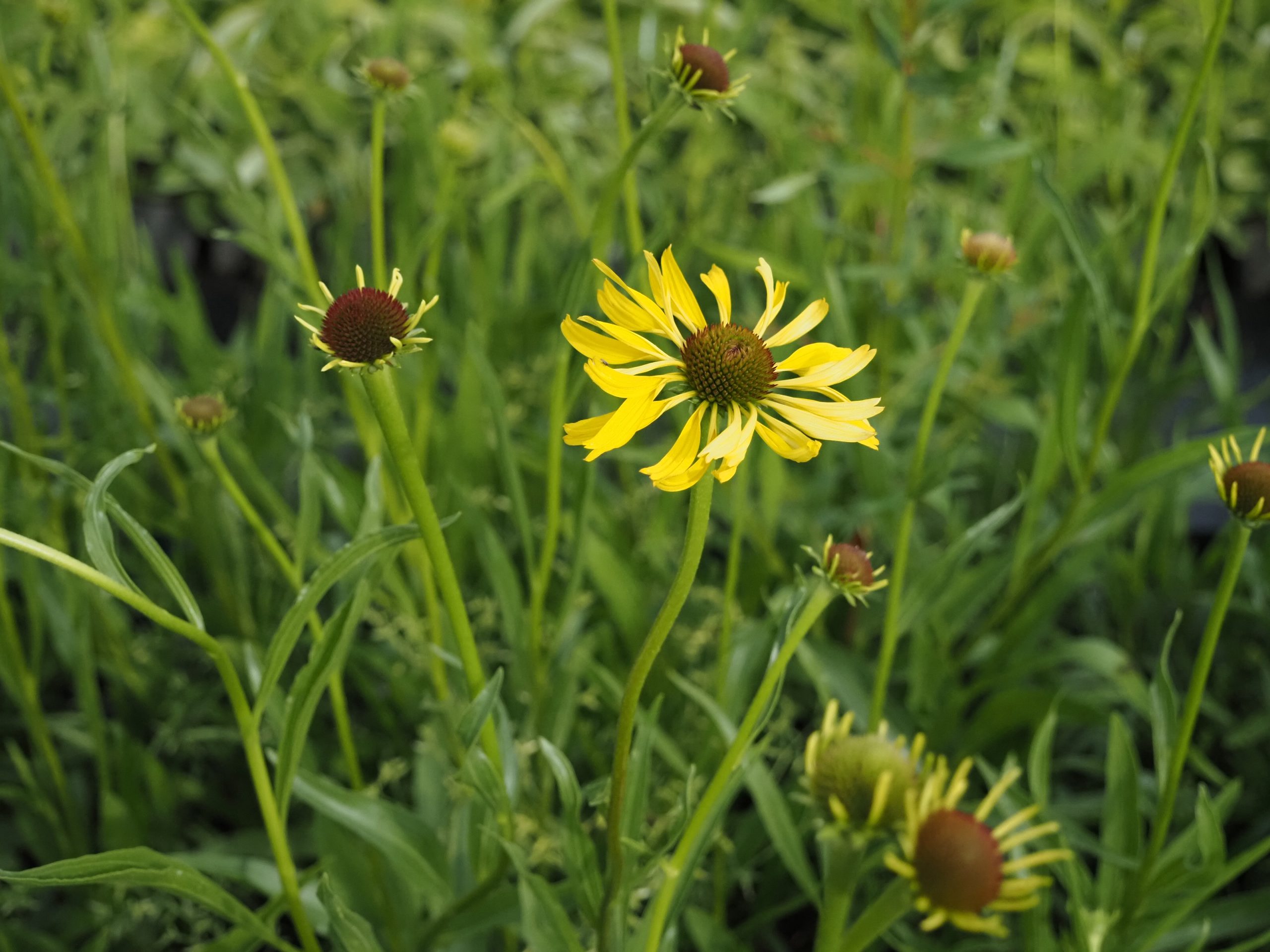 13319_echinacea_paradoxa_BG_004.jpg
