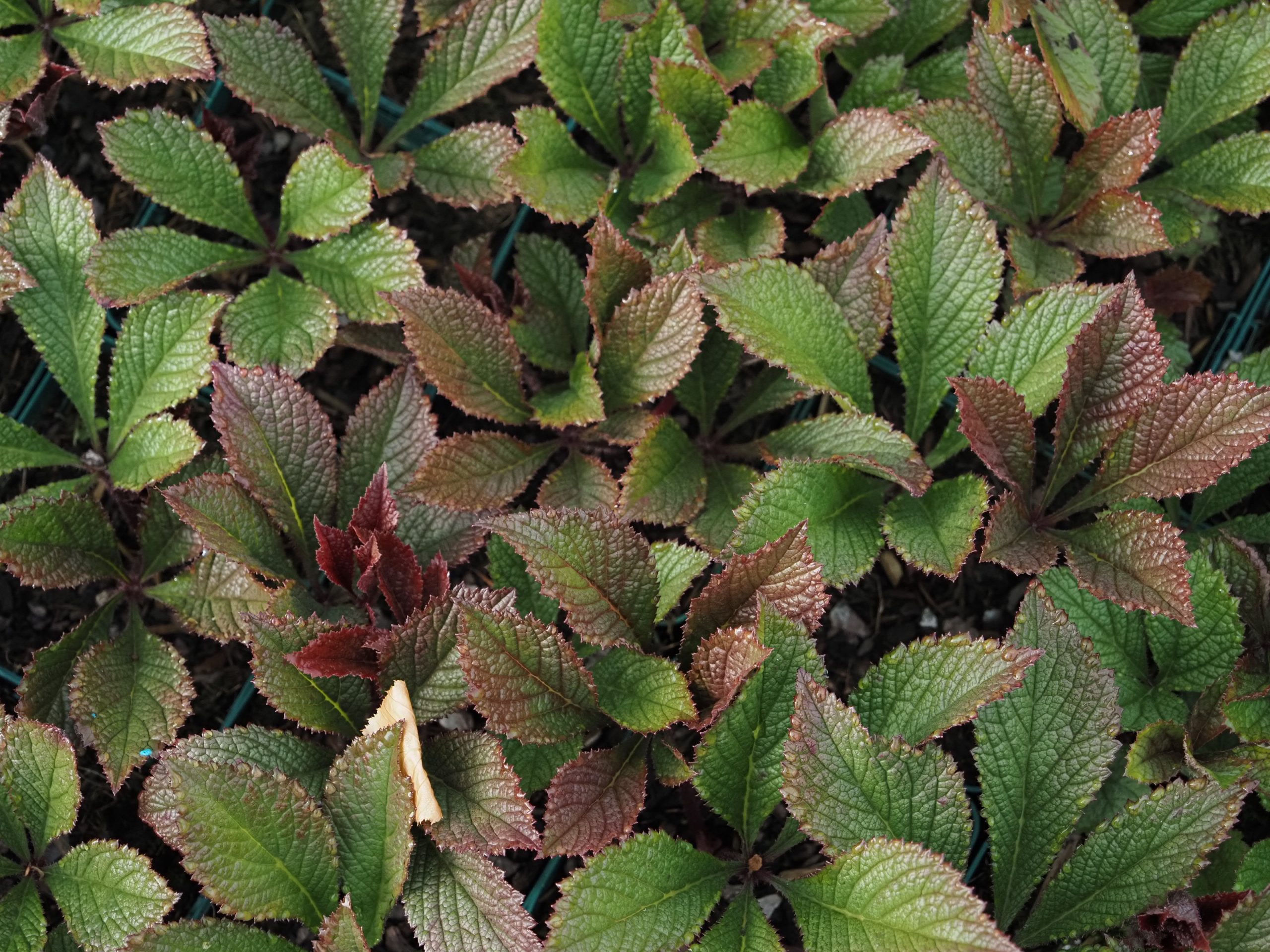 13321_rodgersia_pinnata_chocolate_wings_BG_002.jpg