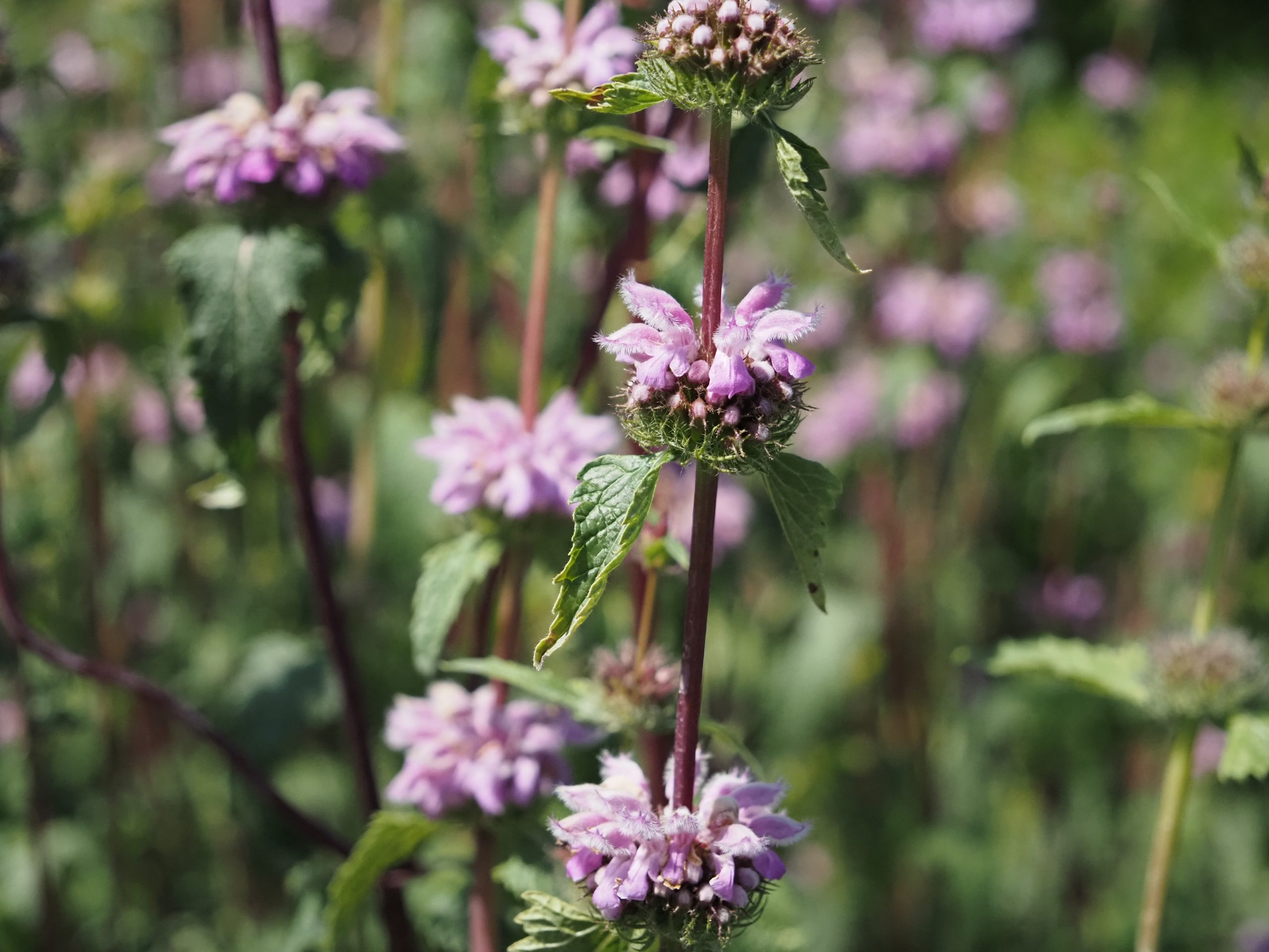 13326_phlomis_tuberosa_amazone_BG_005.jpg